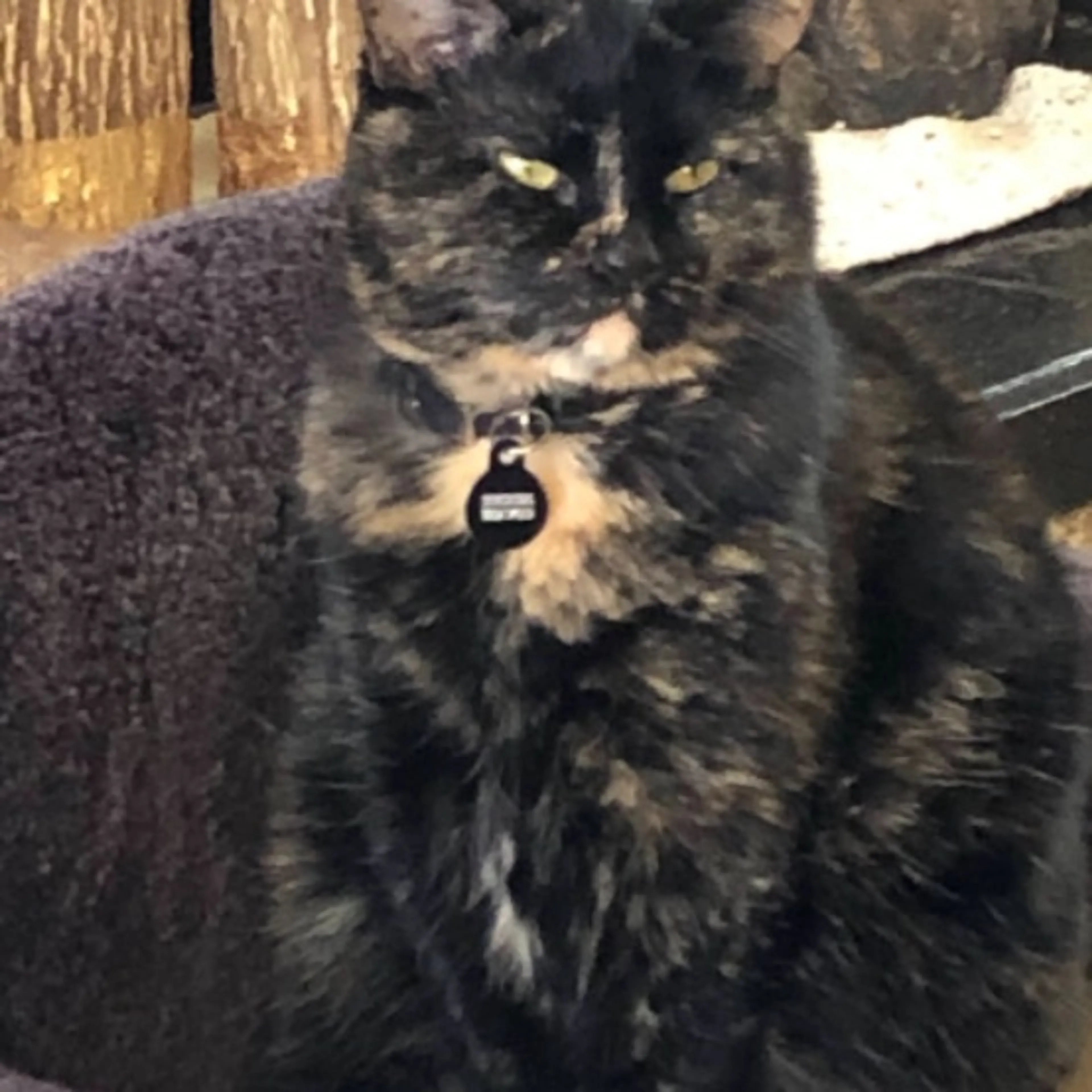 Lost pet-0