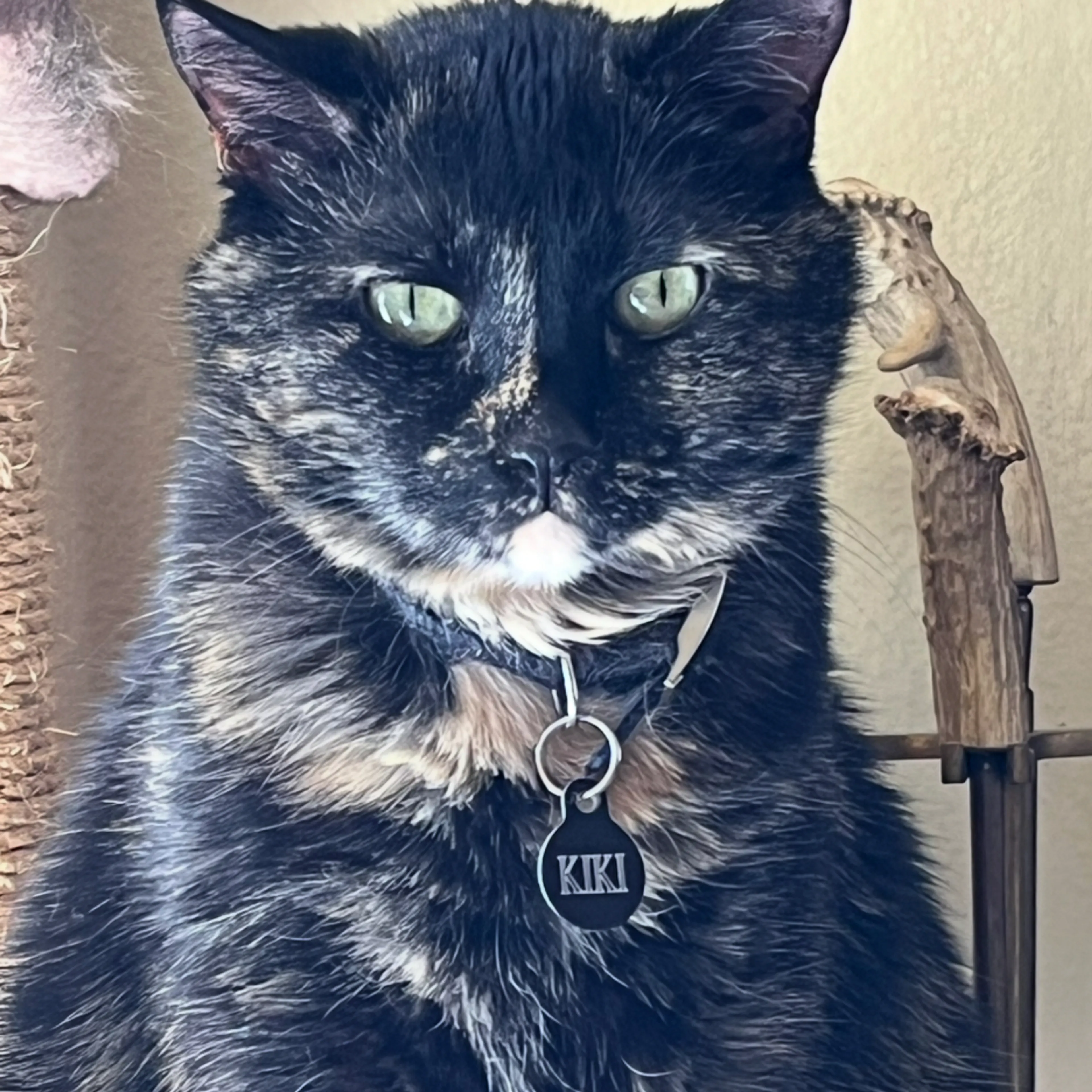 Lost pet-1