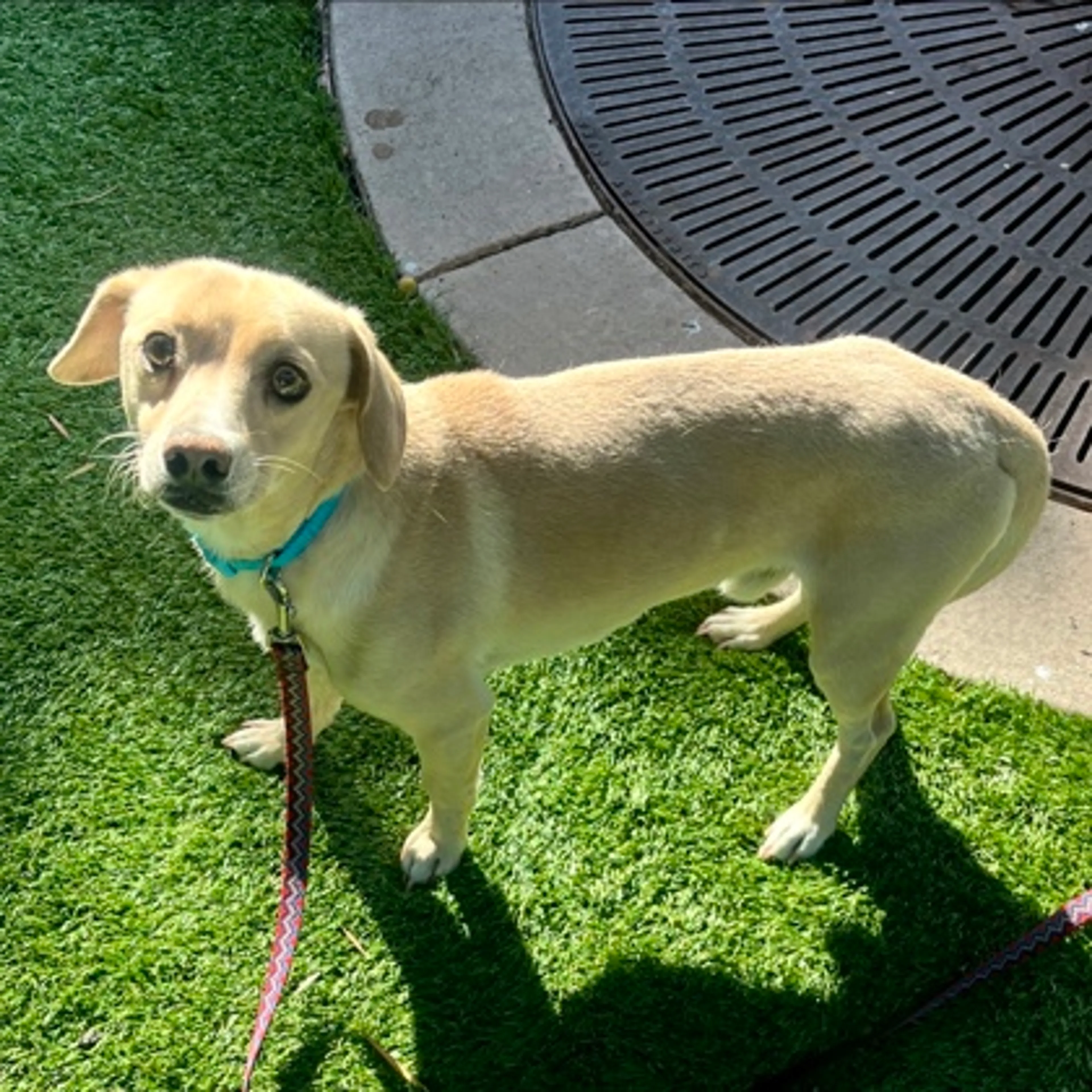 Found pet-1