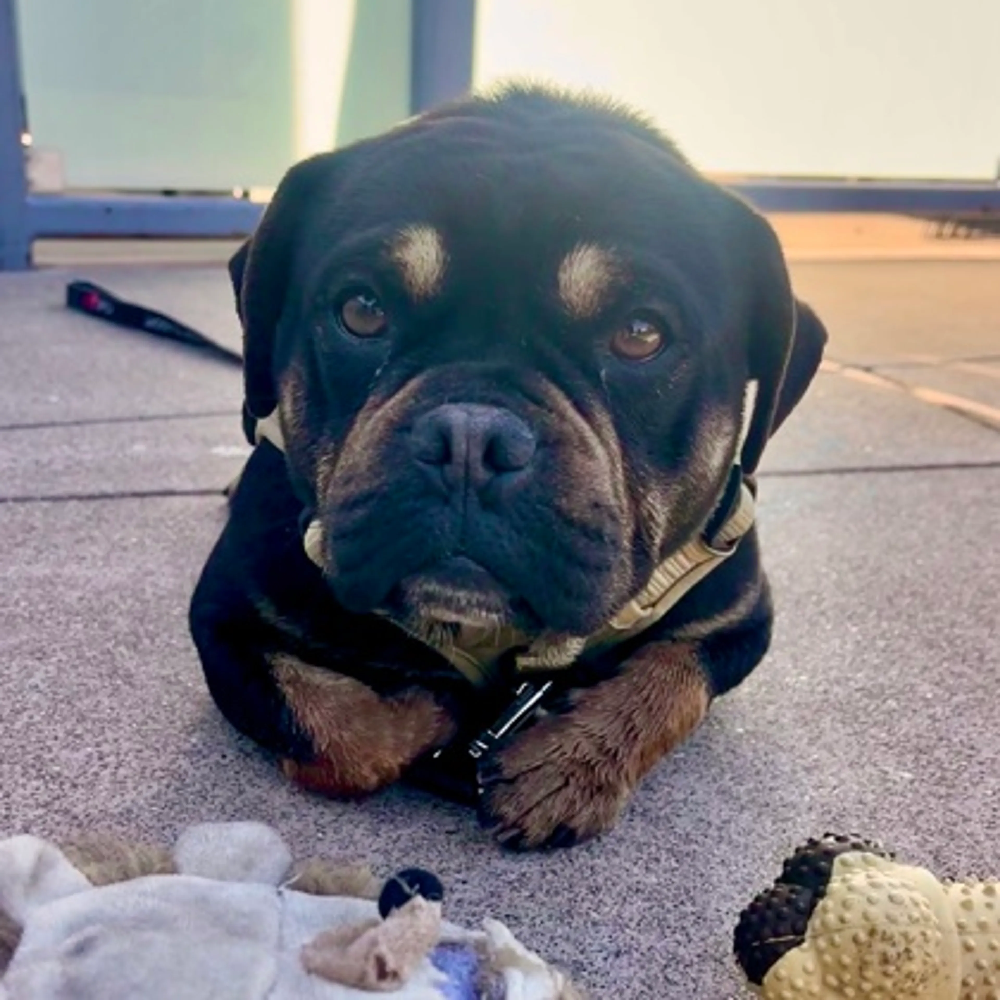 Found pet-1