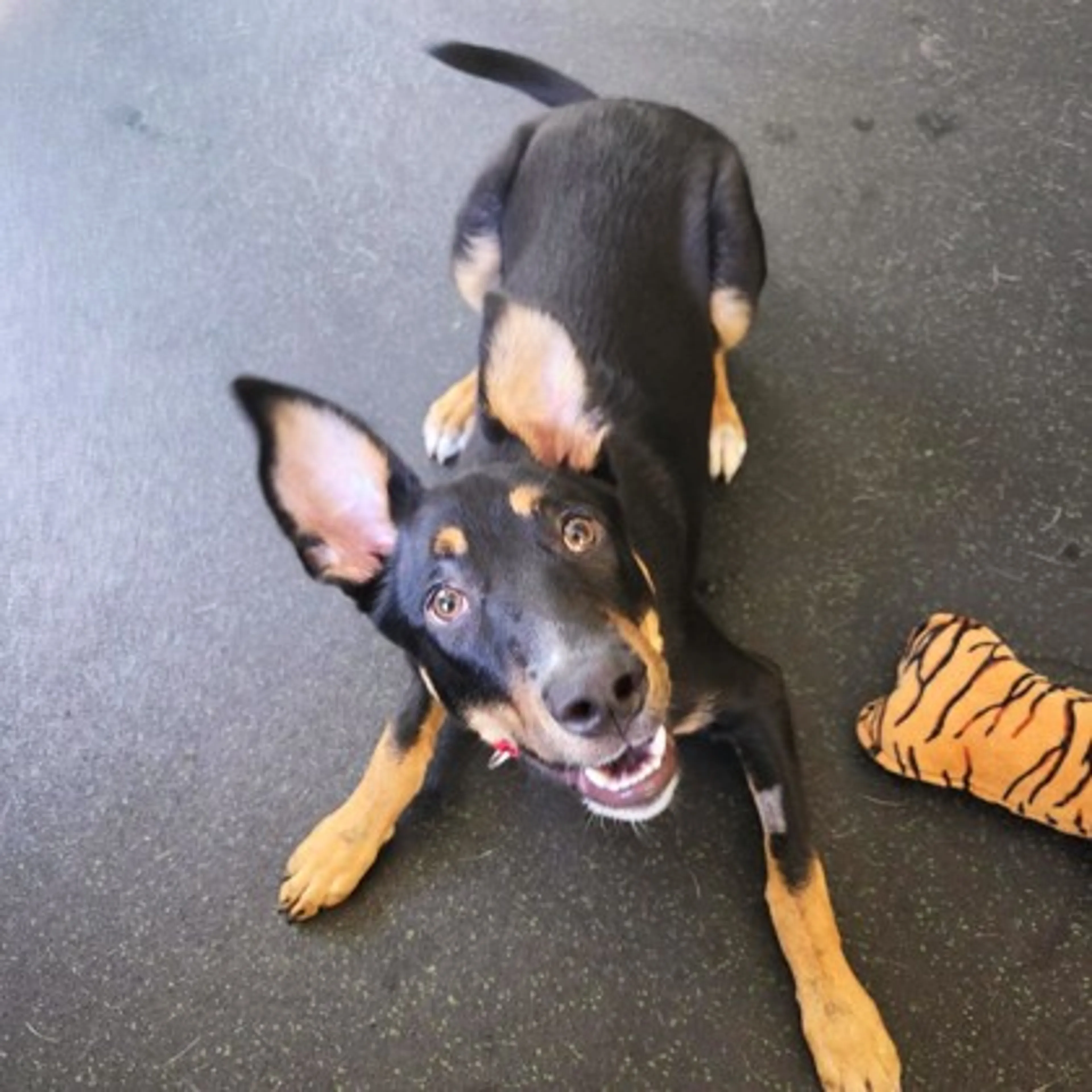 Found pet-2