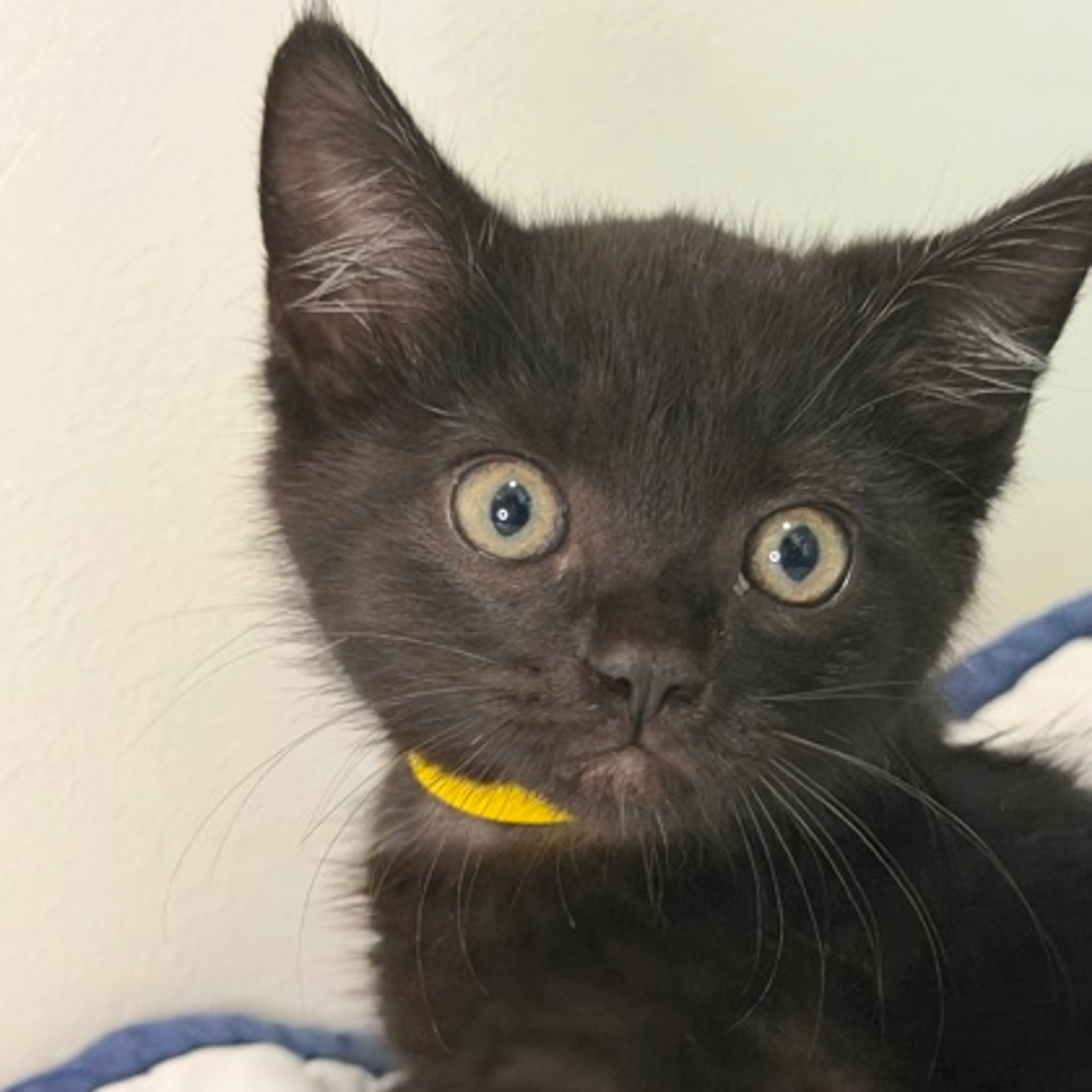 Found pet-1