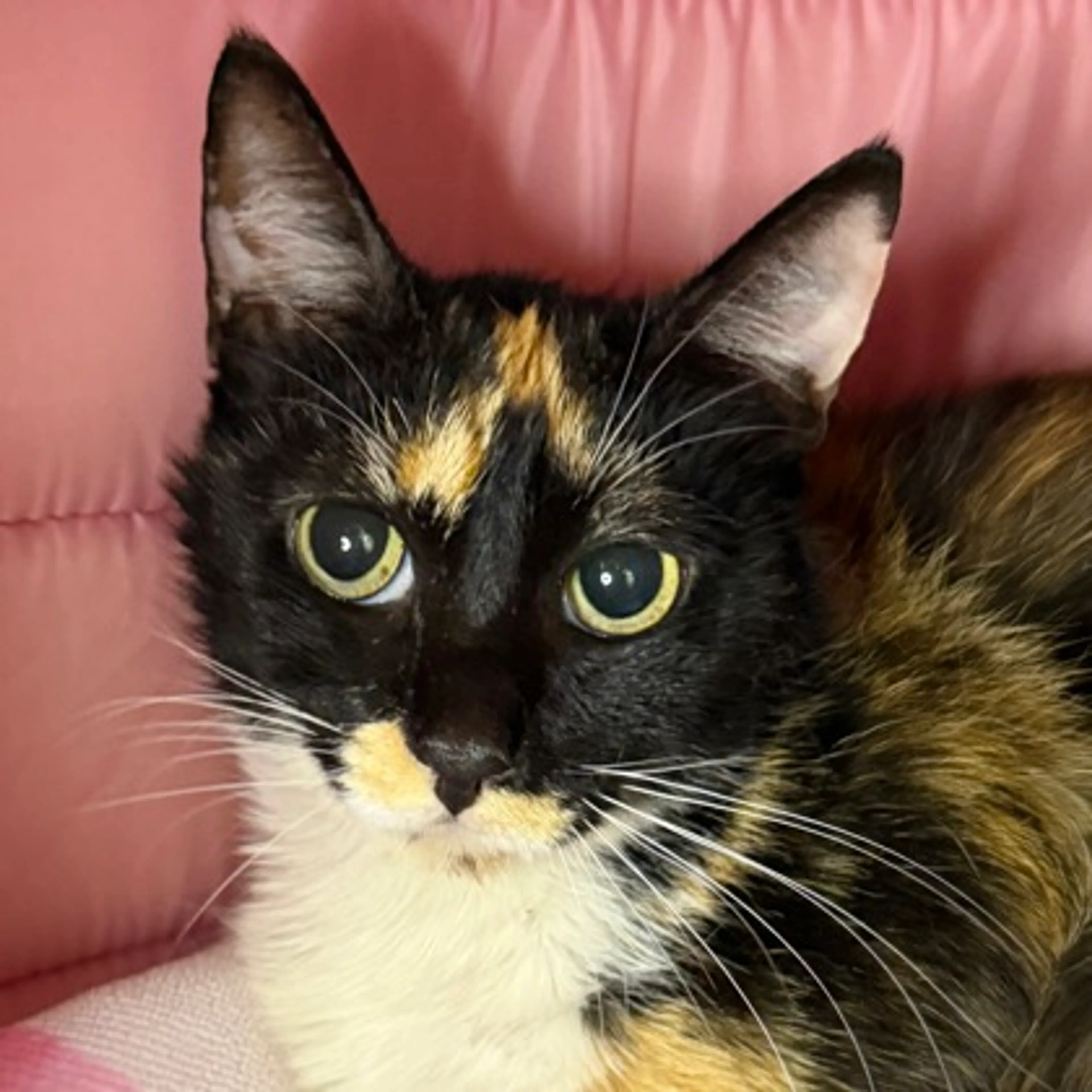 Found pet-1