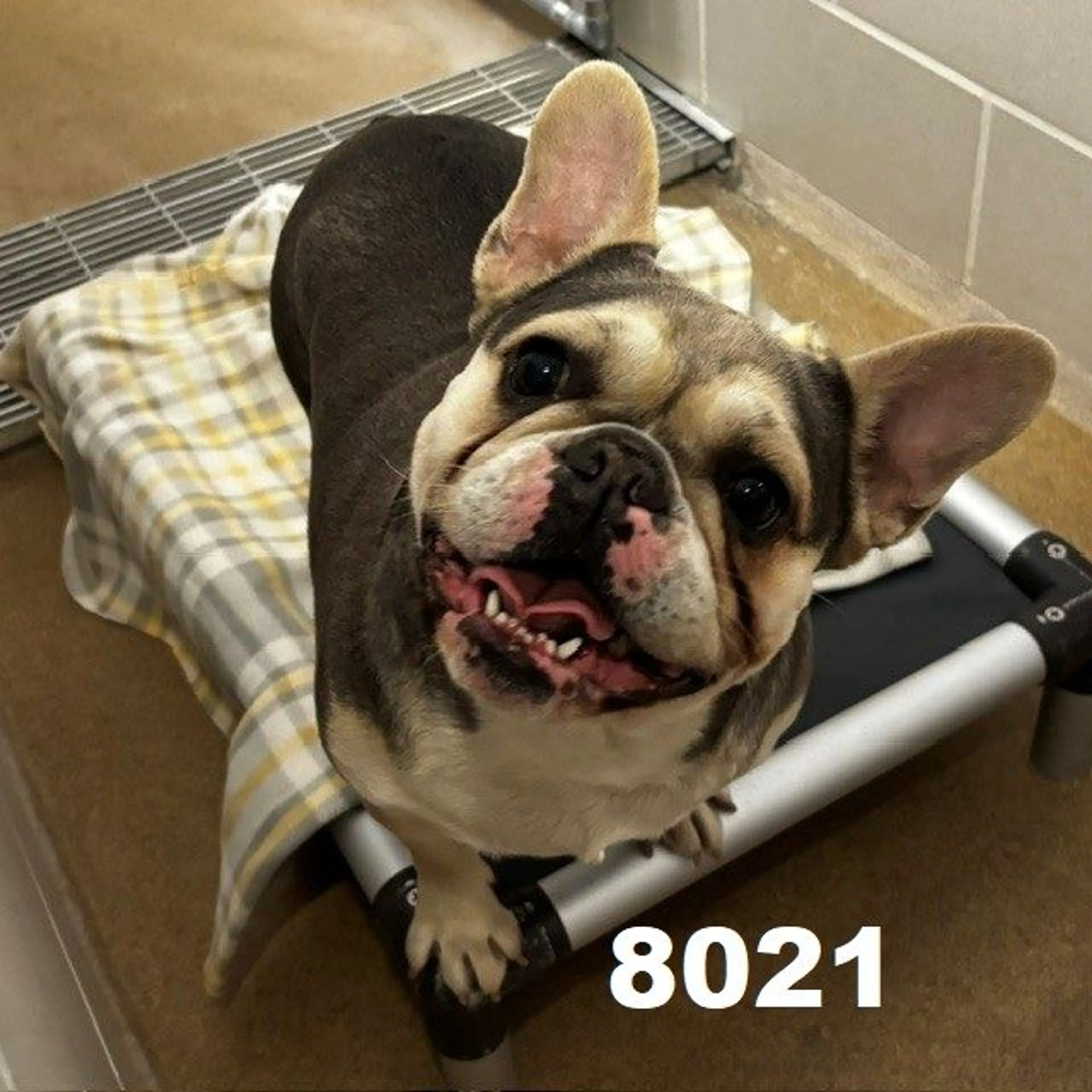 Found pet