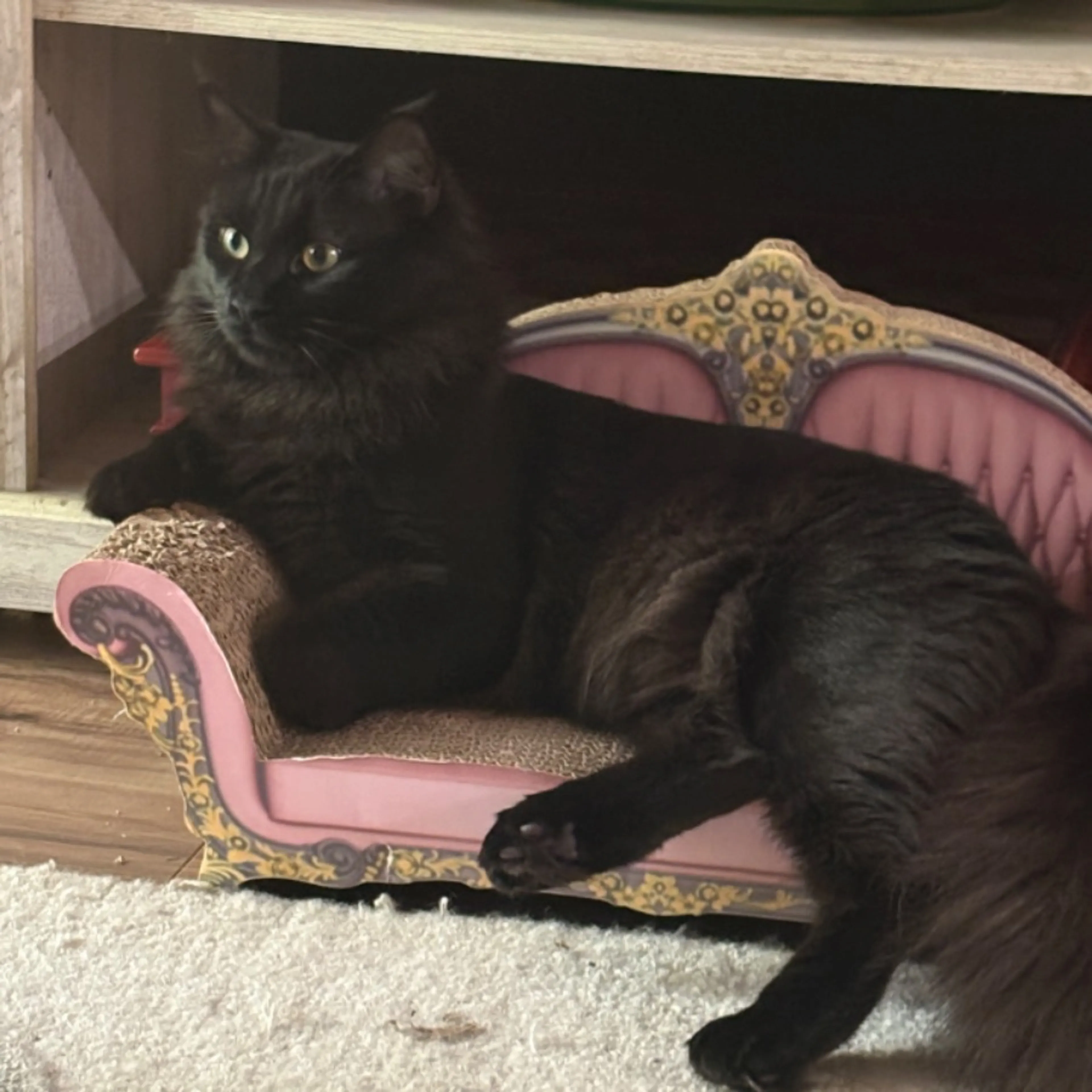 Lost pet