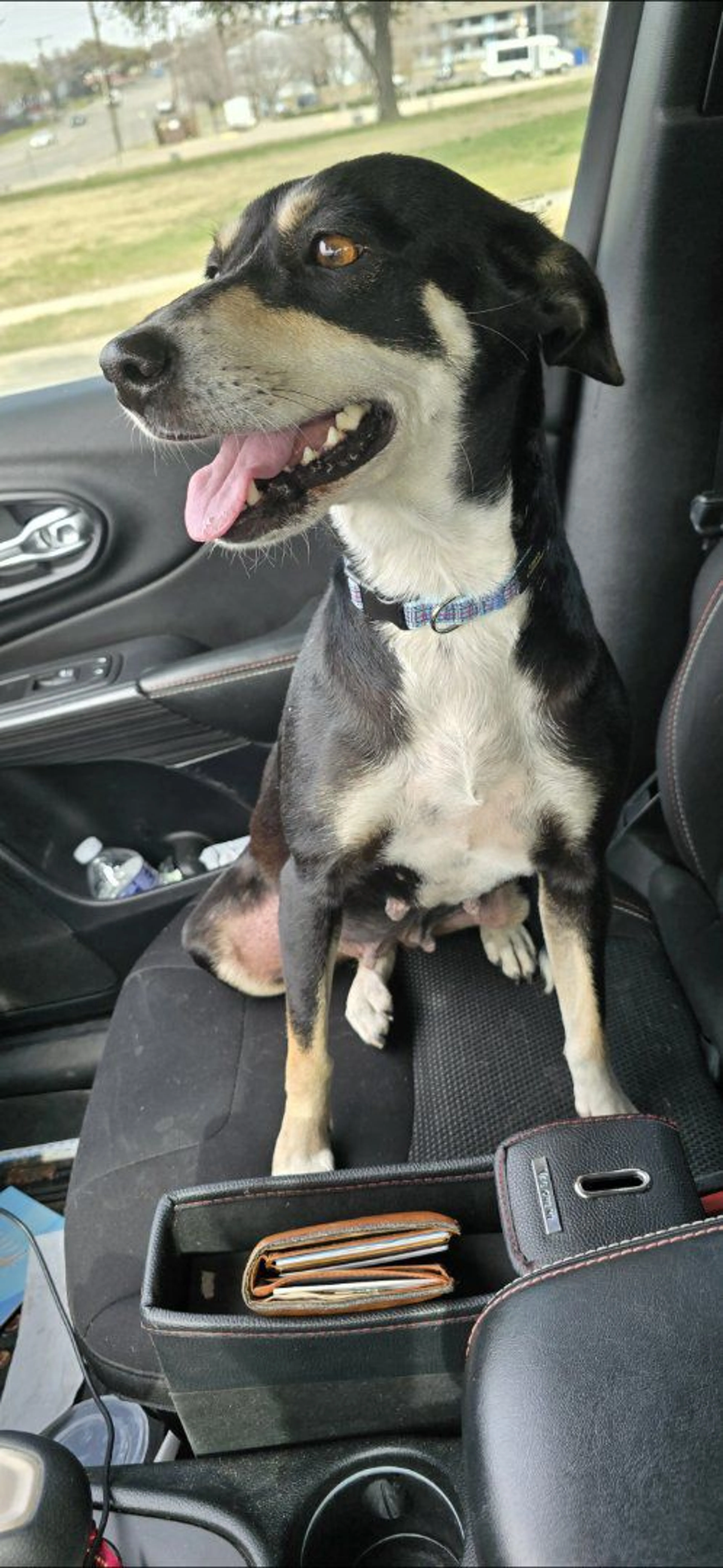 Lost pet-1
