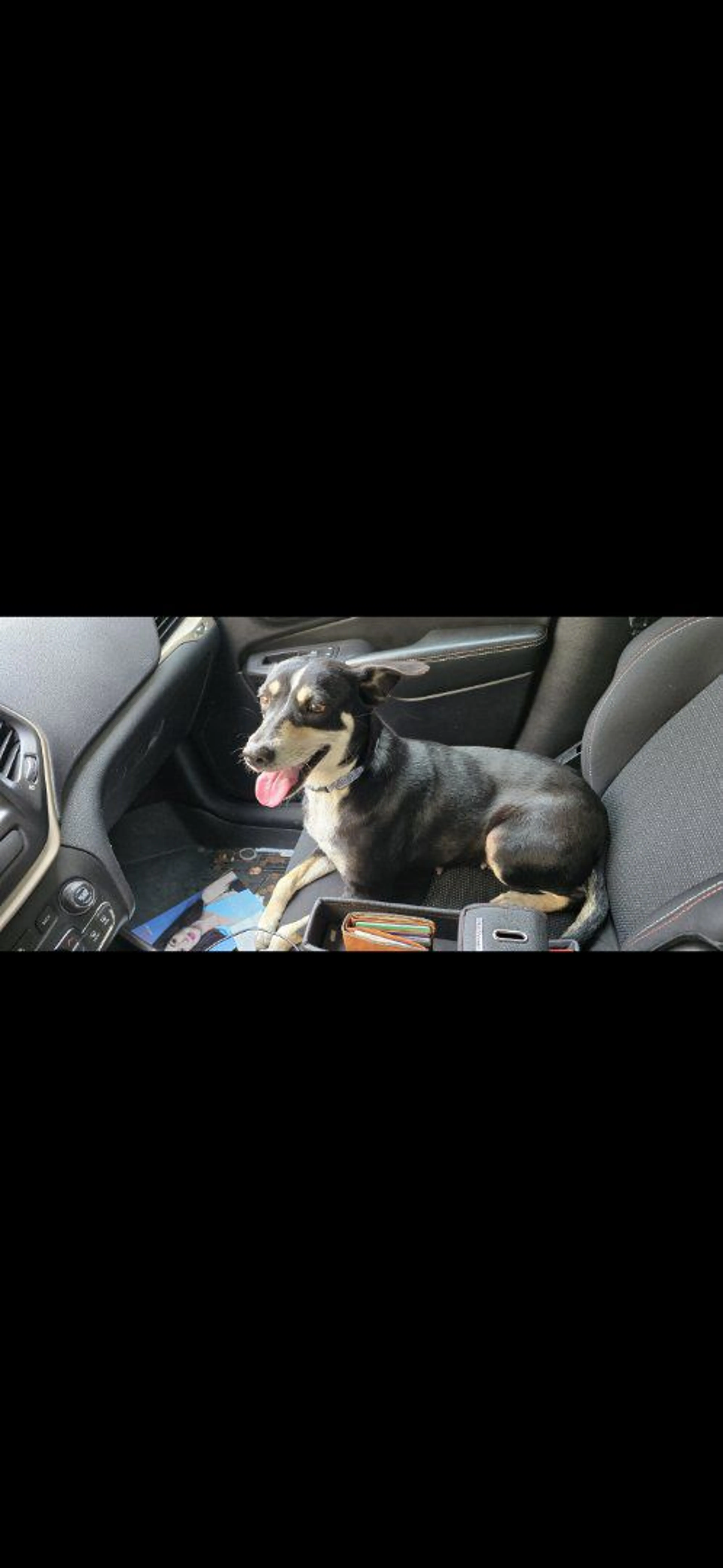 Lost pet-3