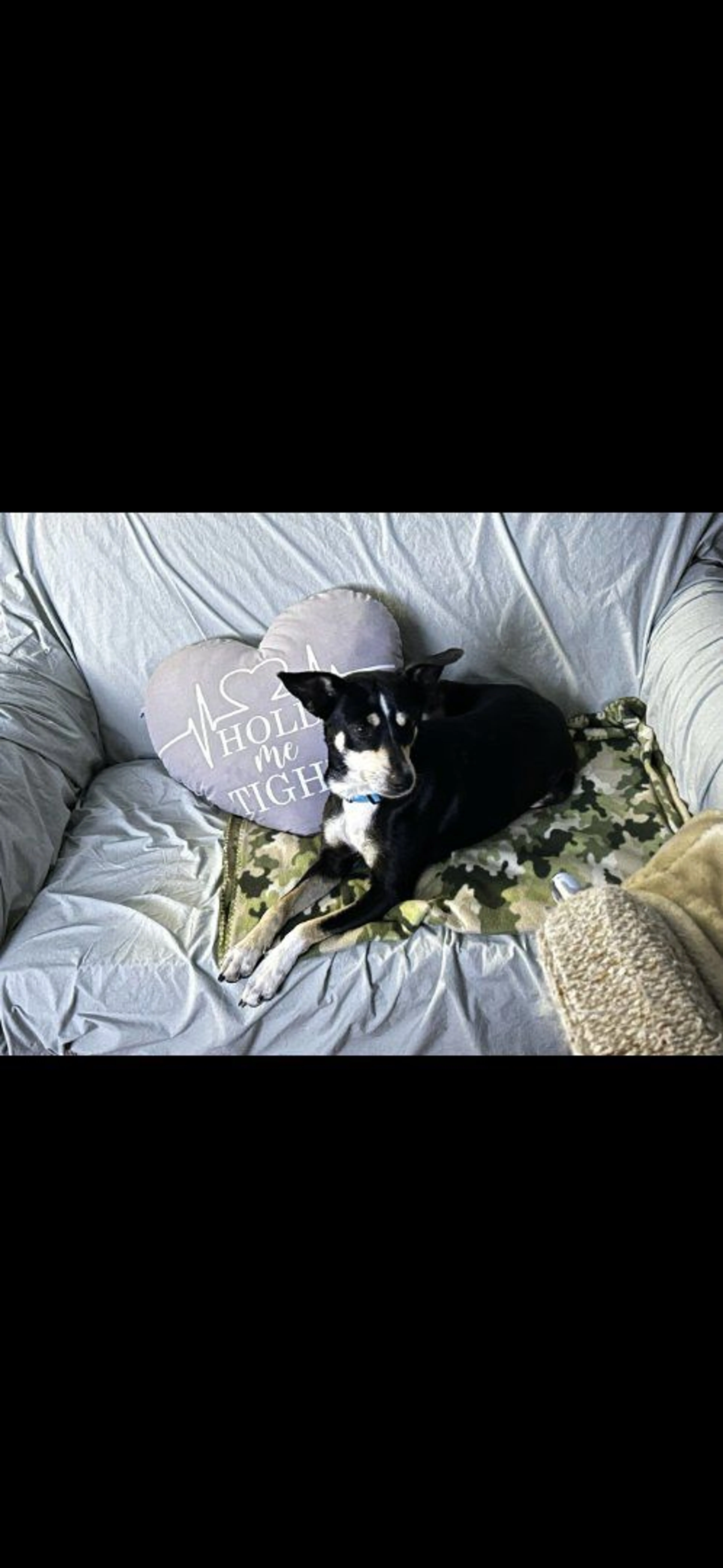 Lost pet-4