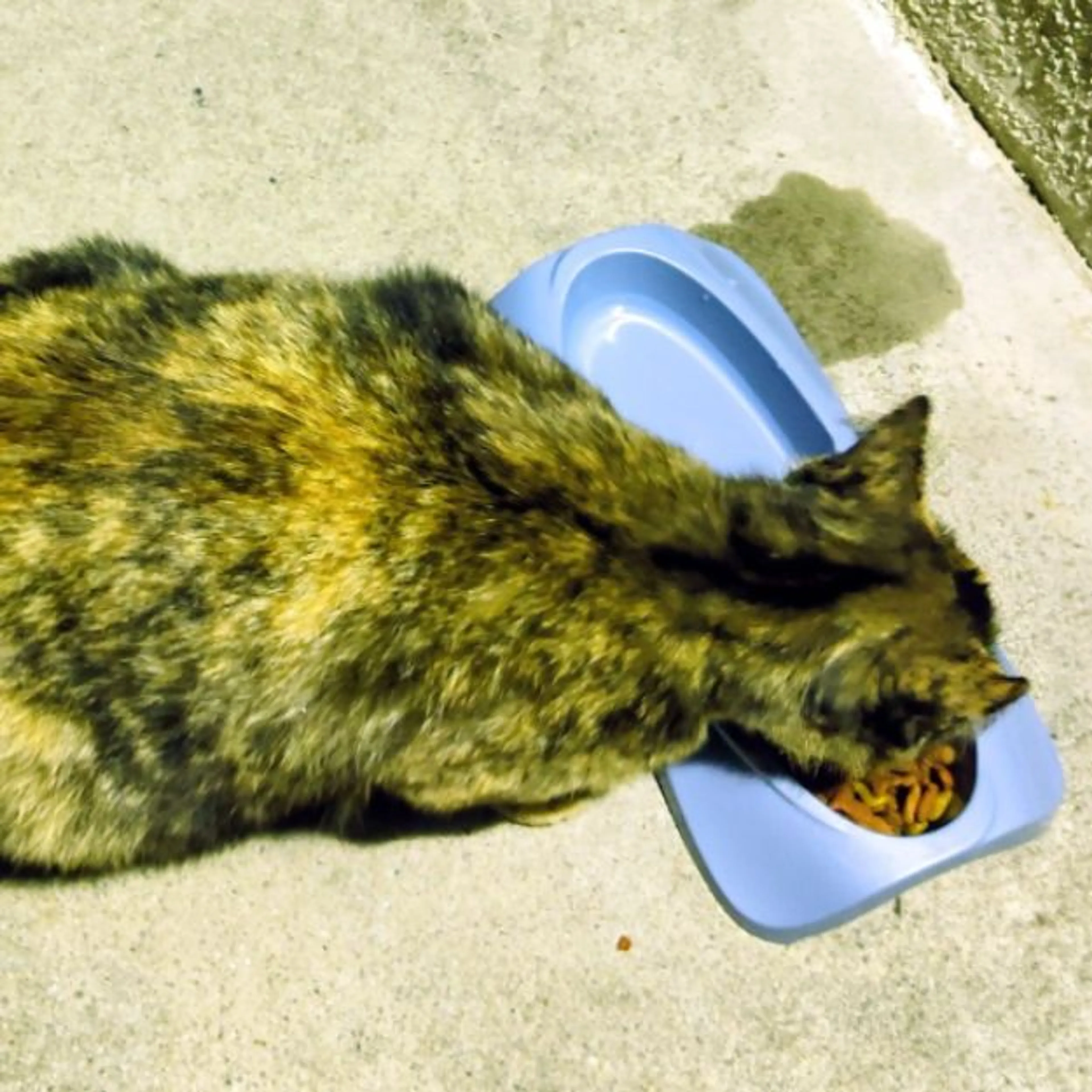 Found pet