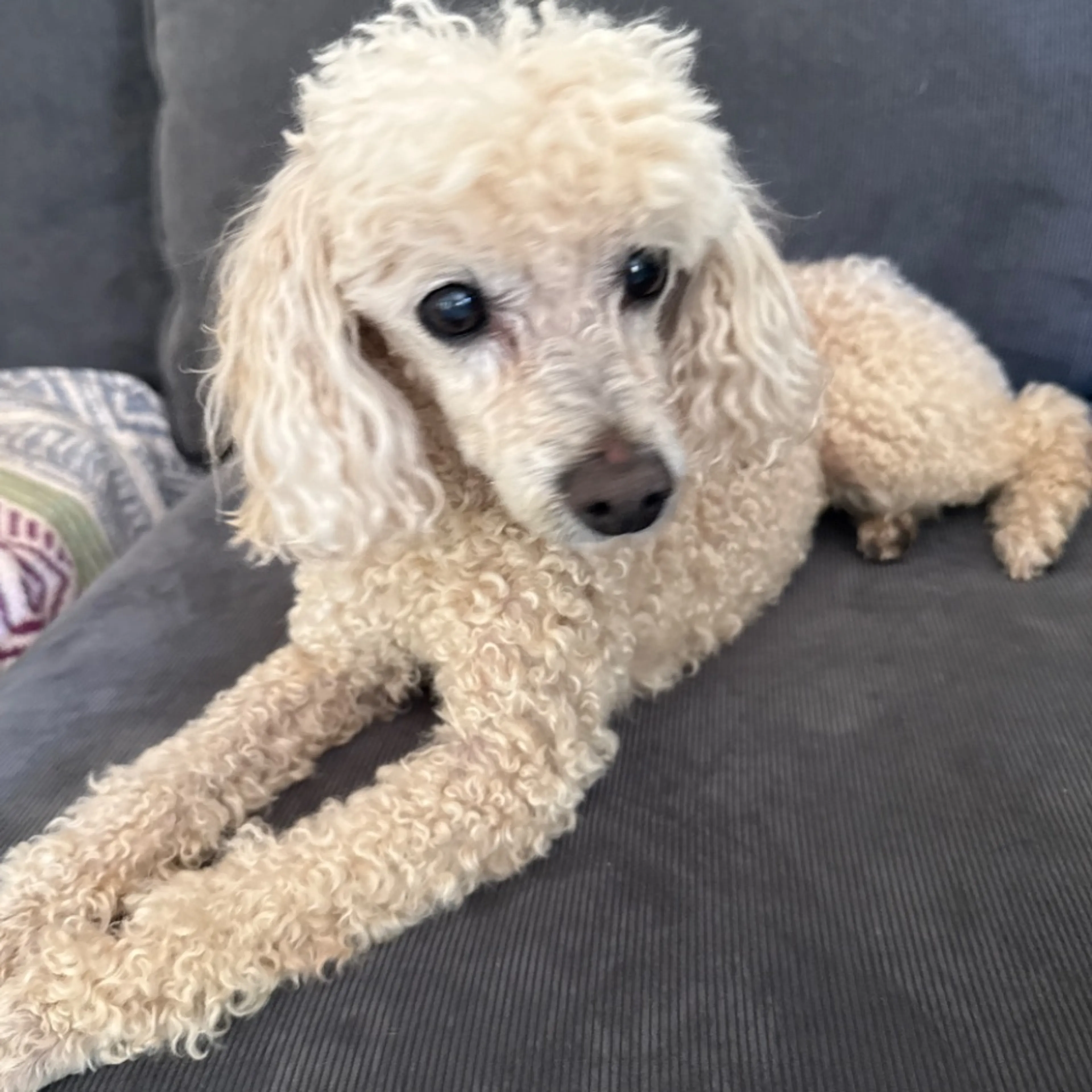 Found pet