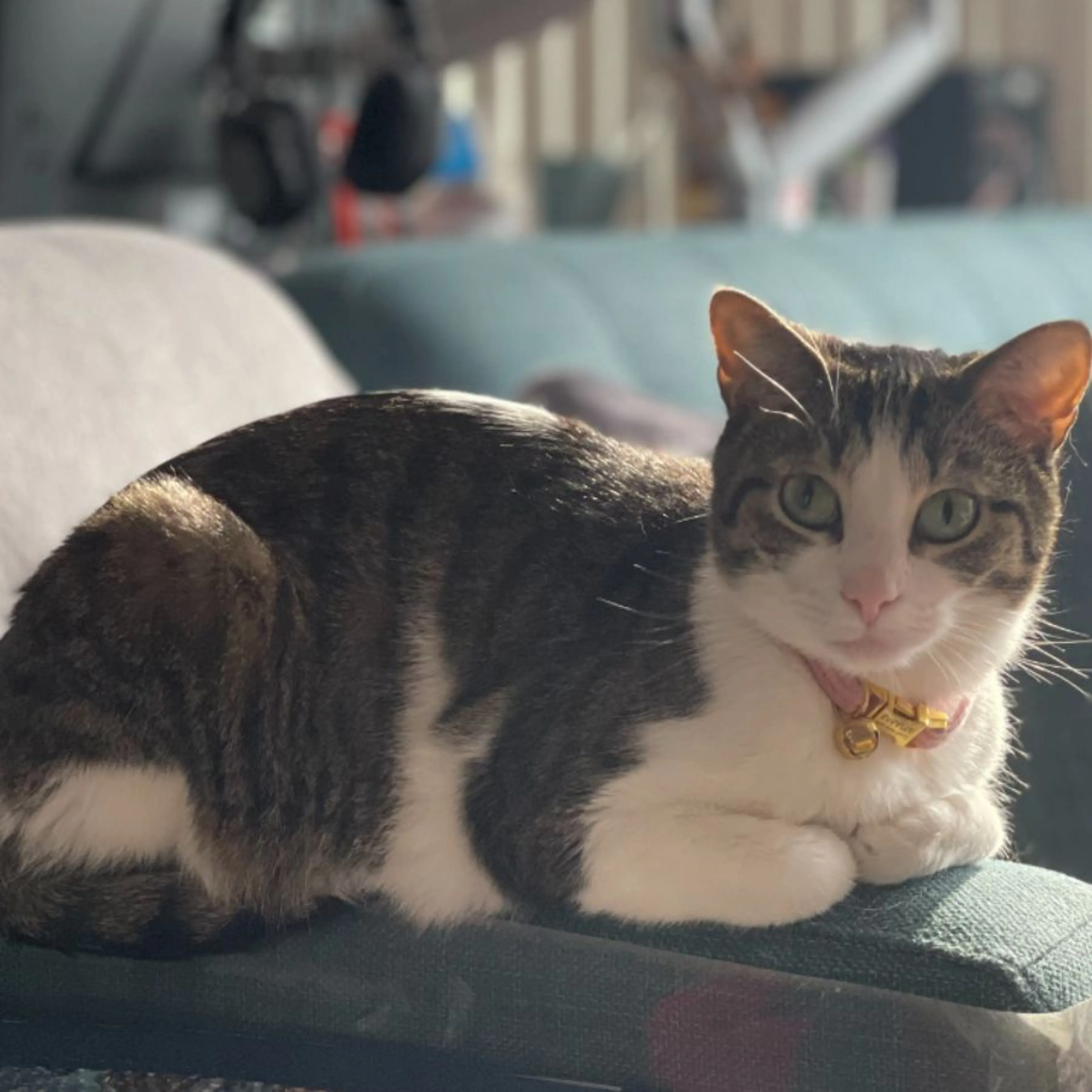 Lost pet-0