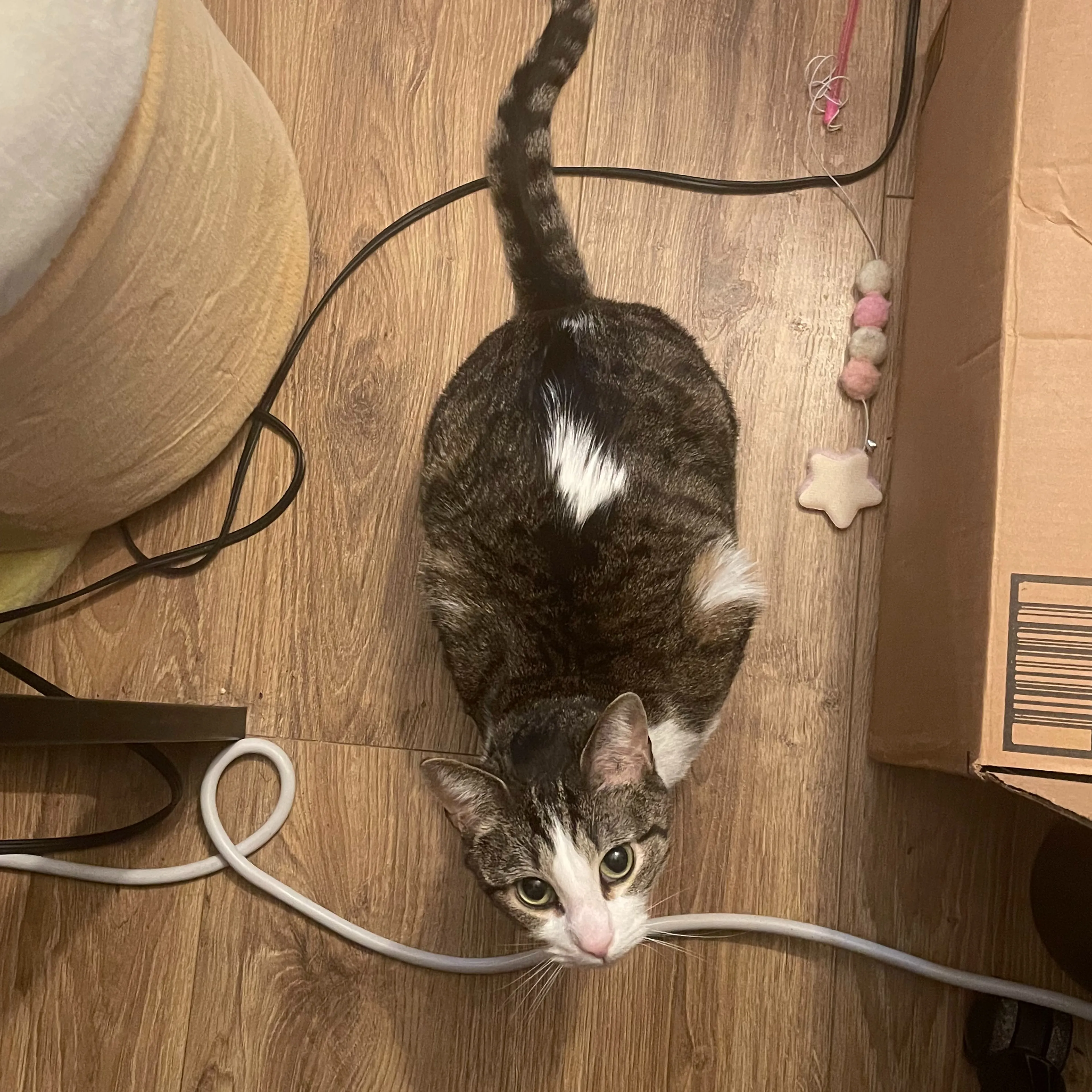 Lost pet-1