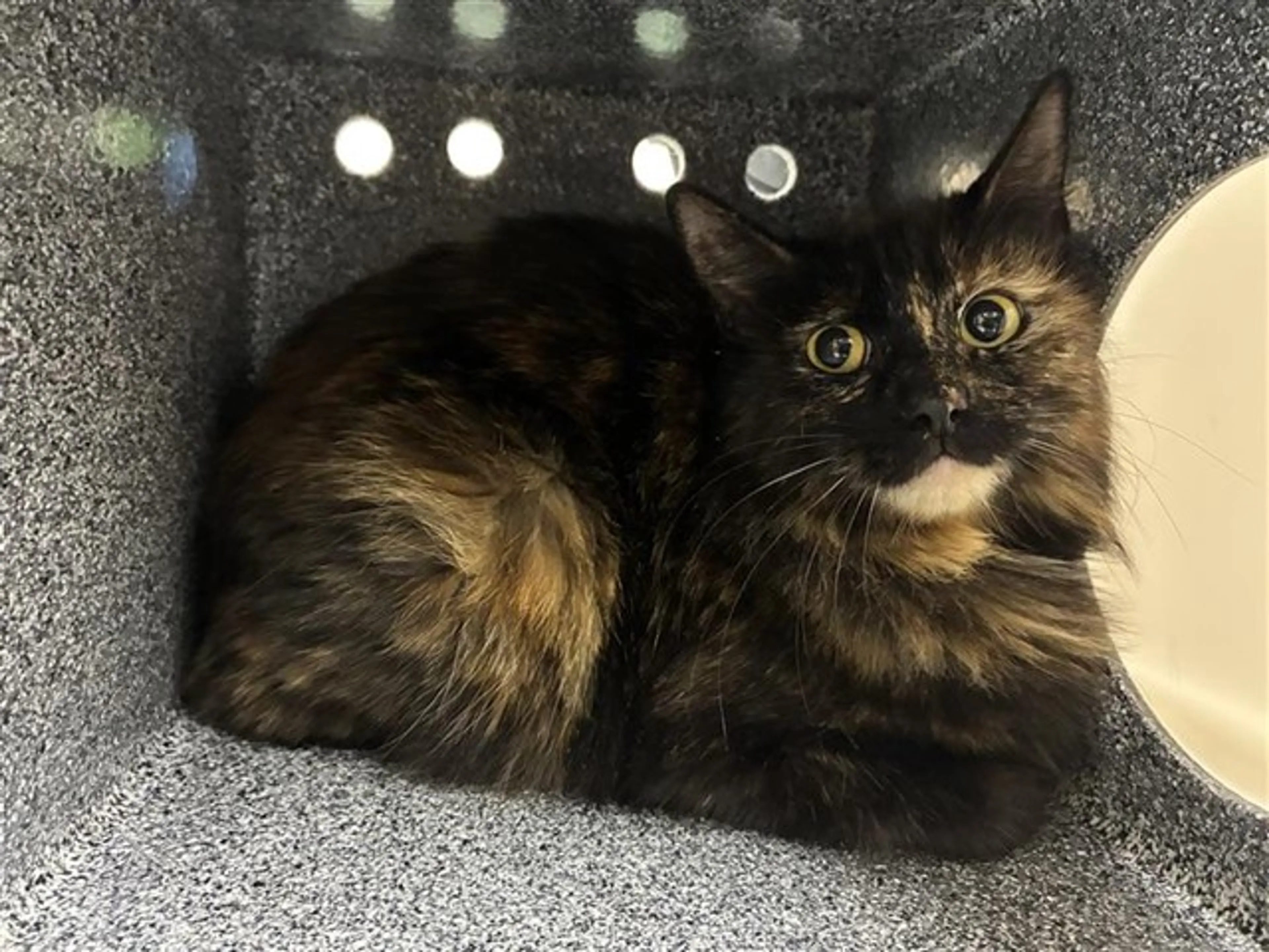 Found pet