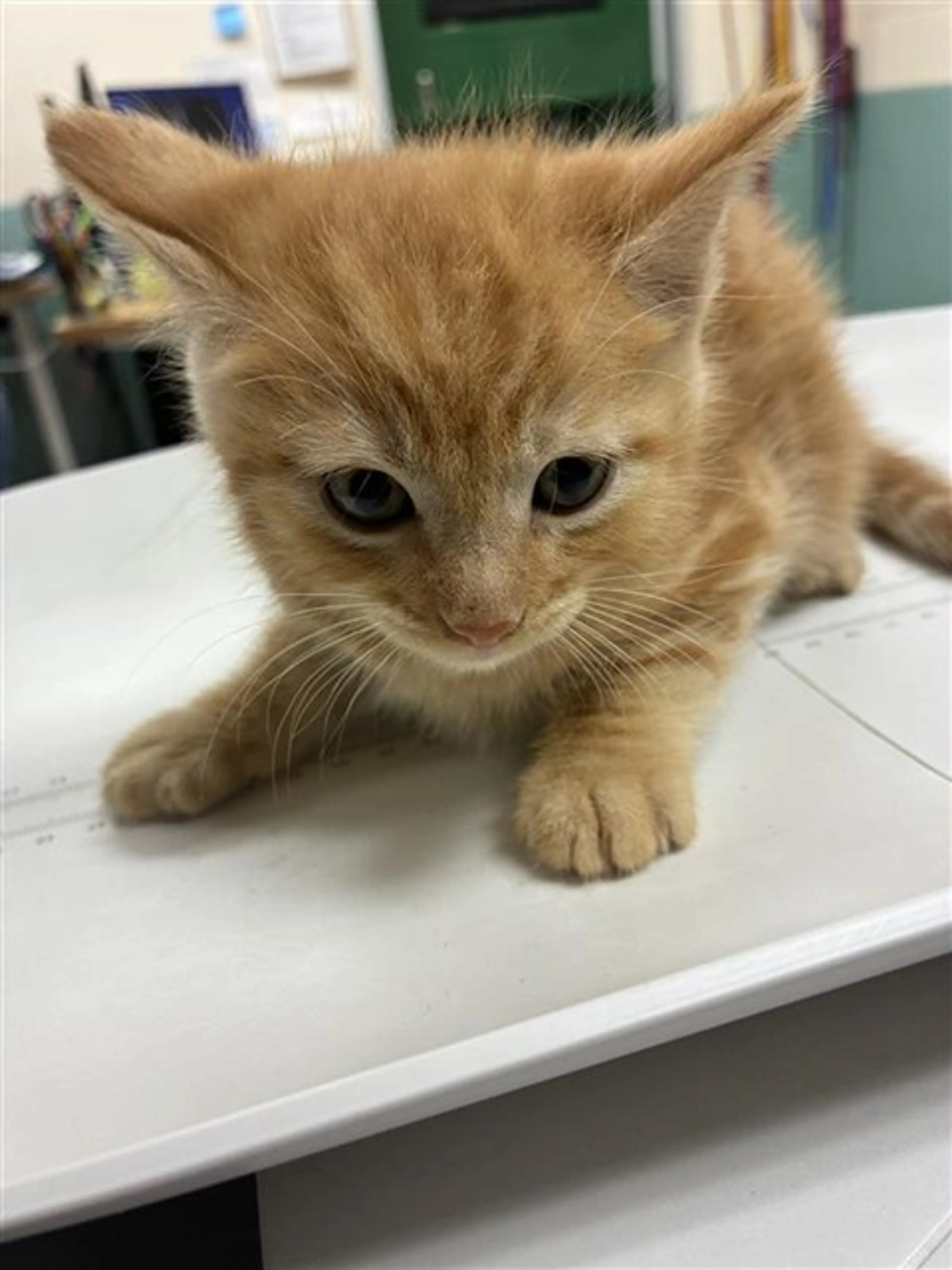 Found pet