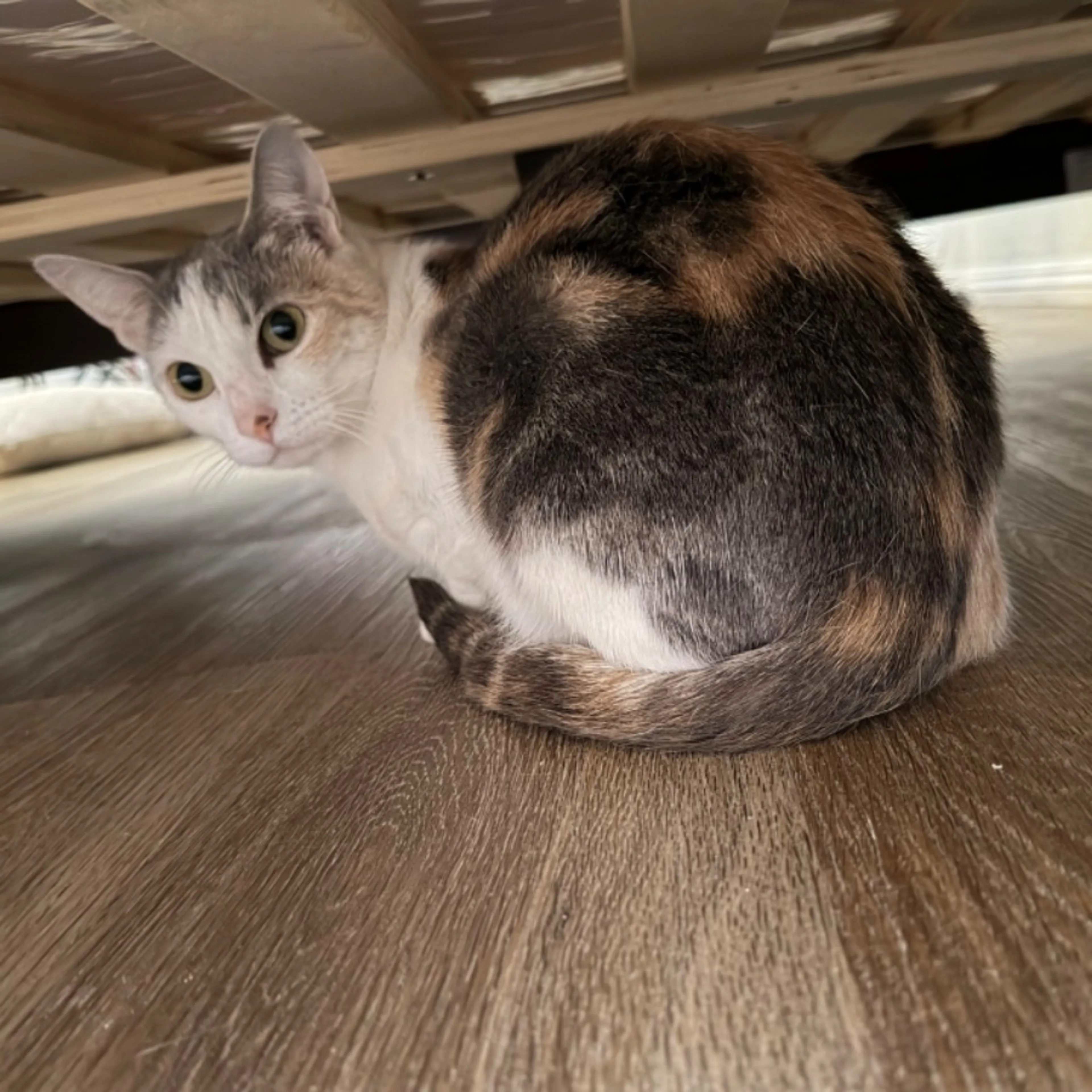 Lost pet