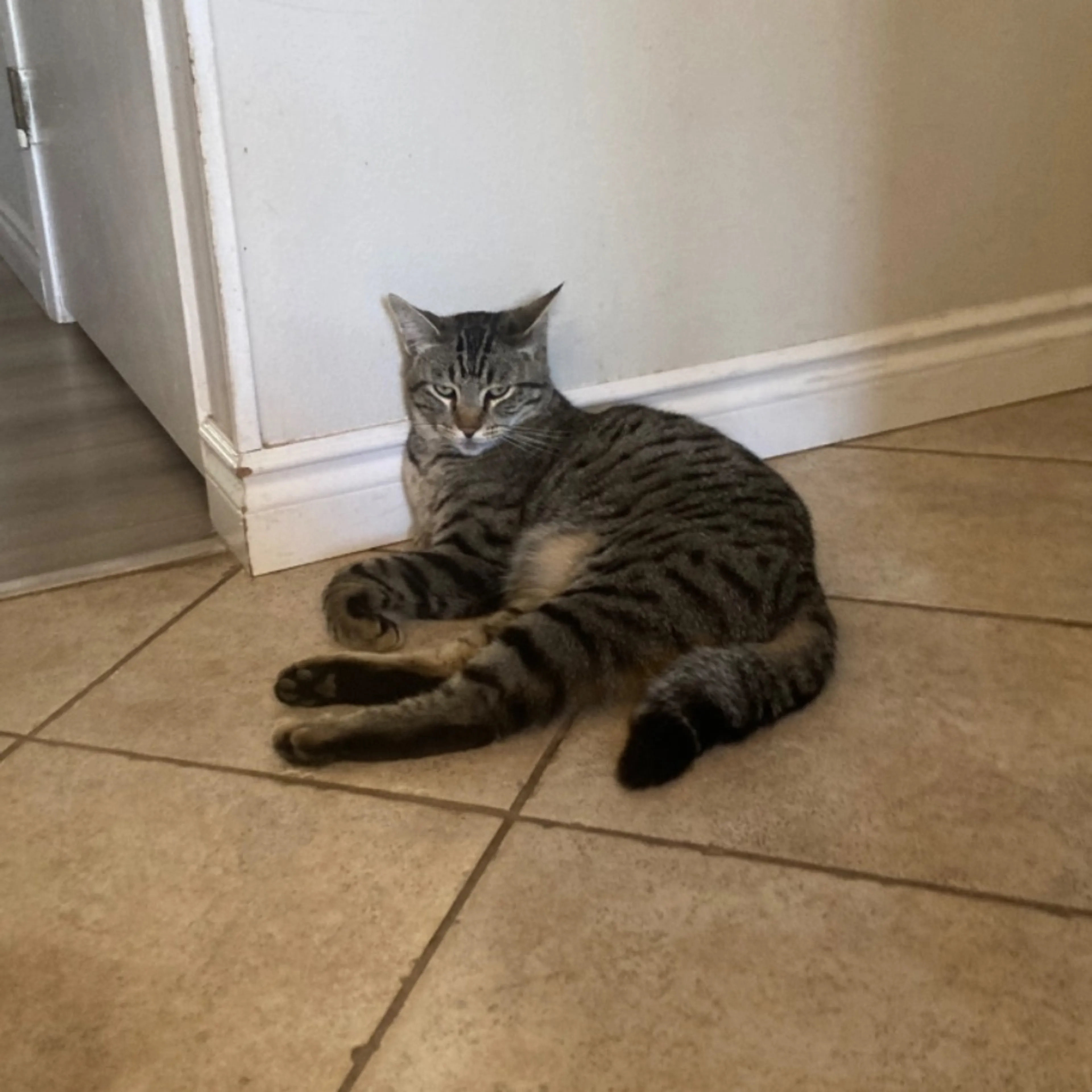 Lost pet-0