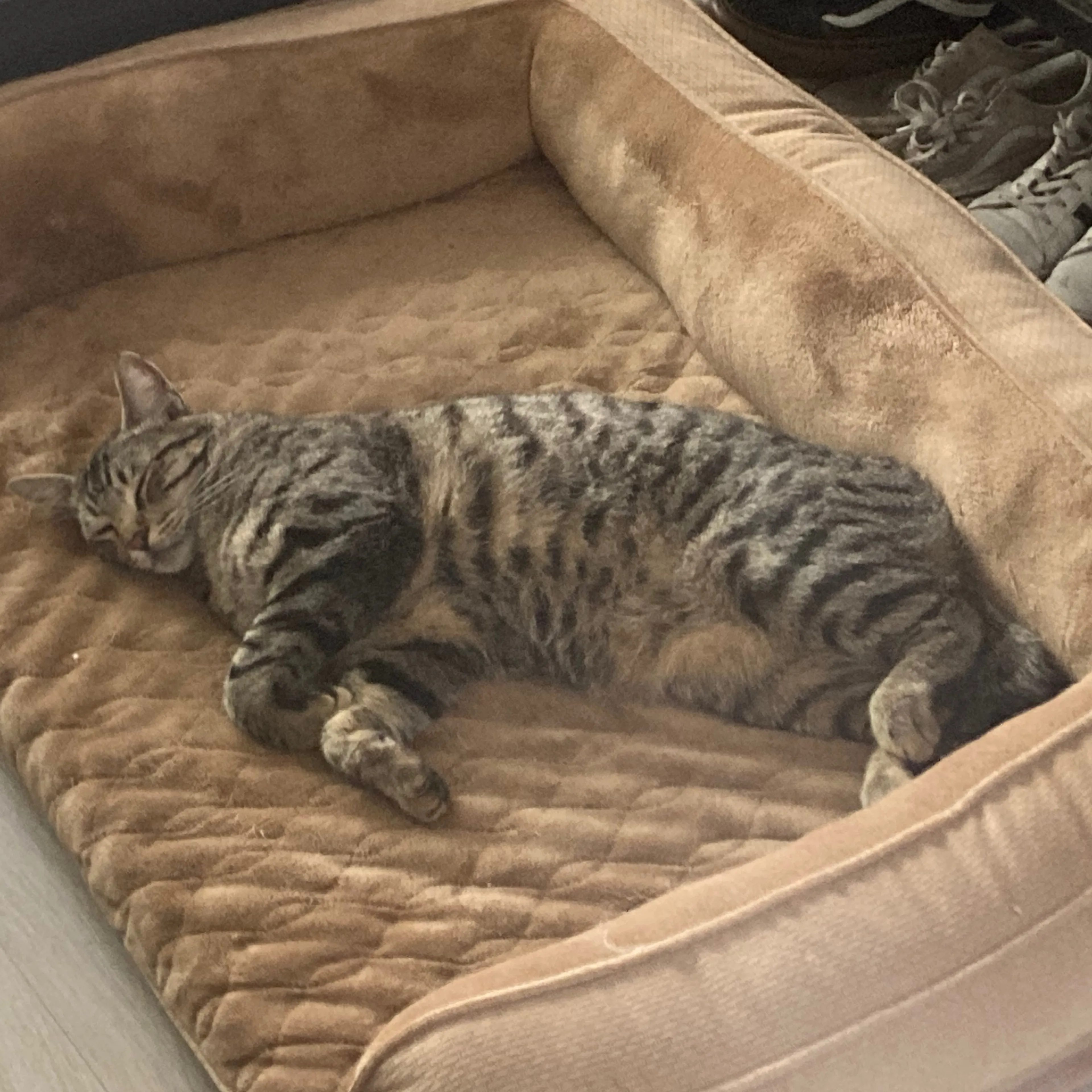 Lost pet-1