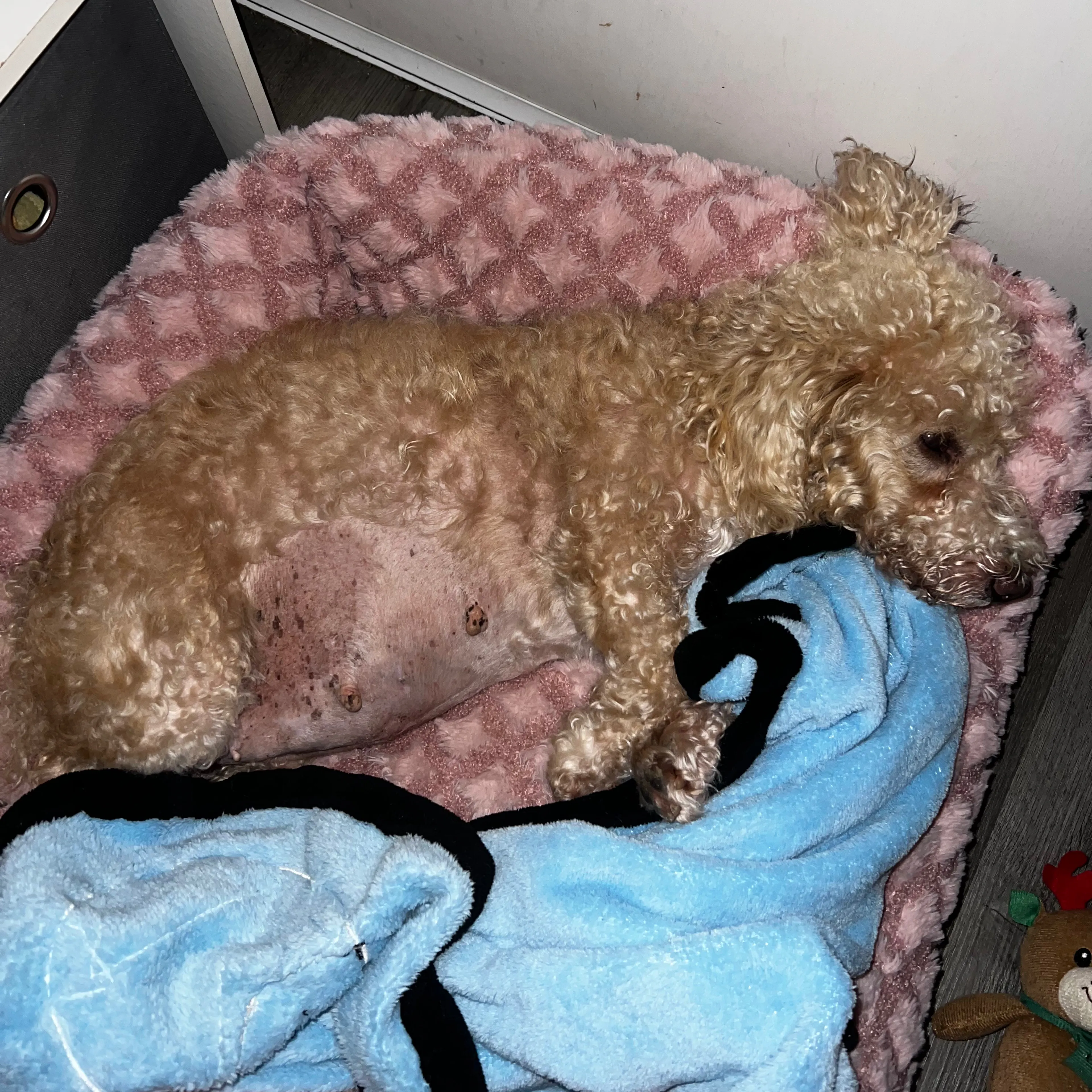 Lost pet-2