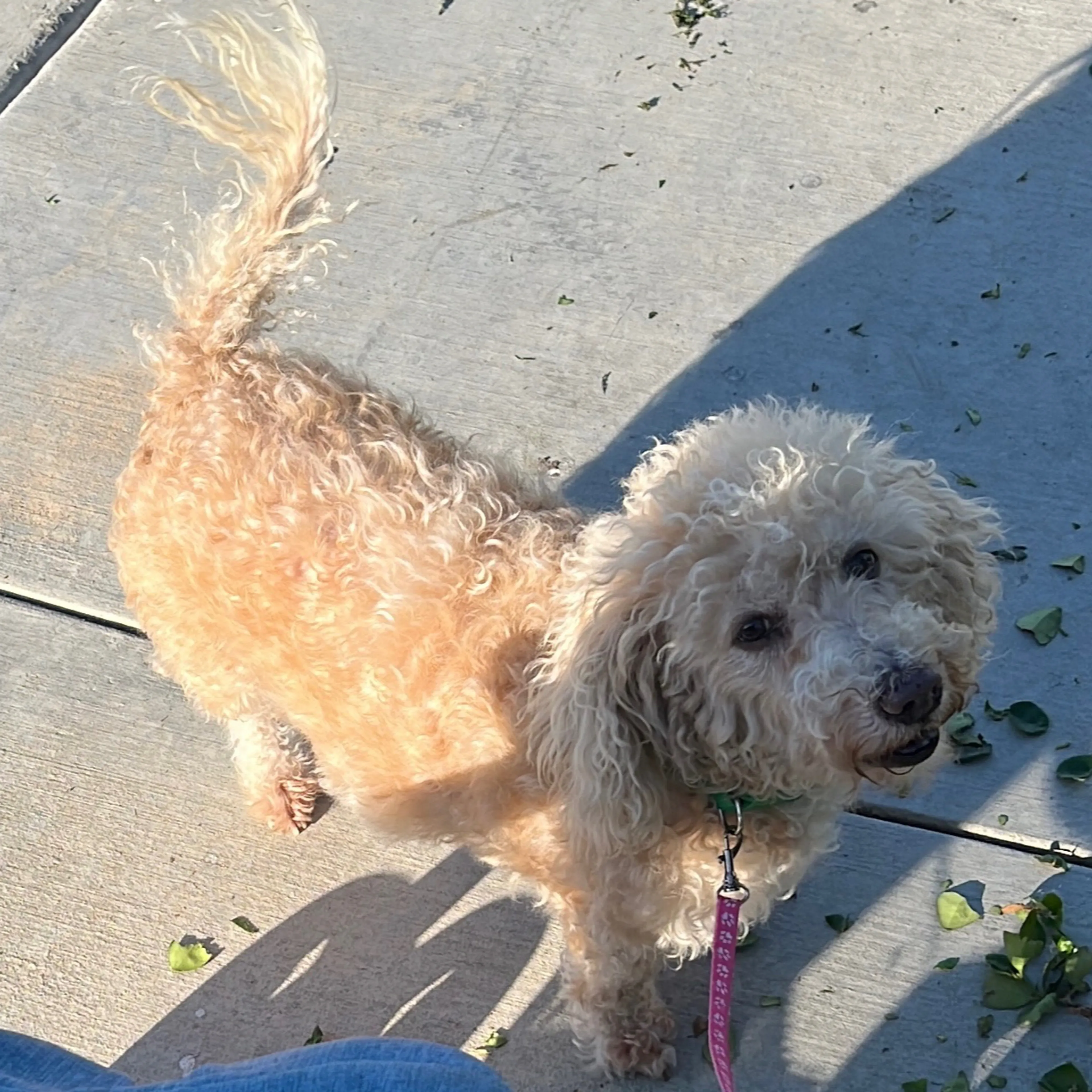 Lost pet-1