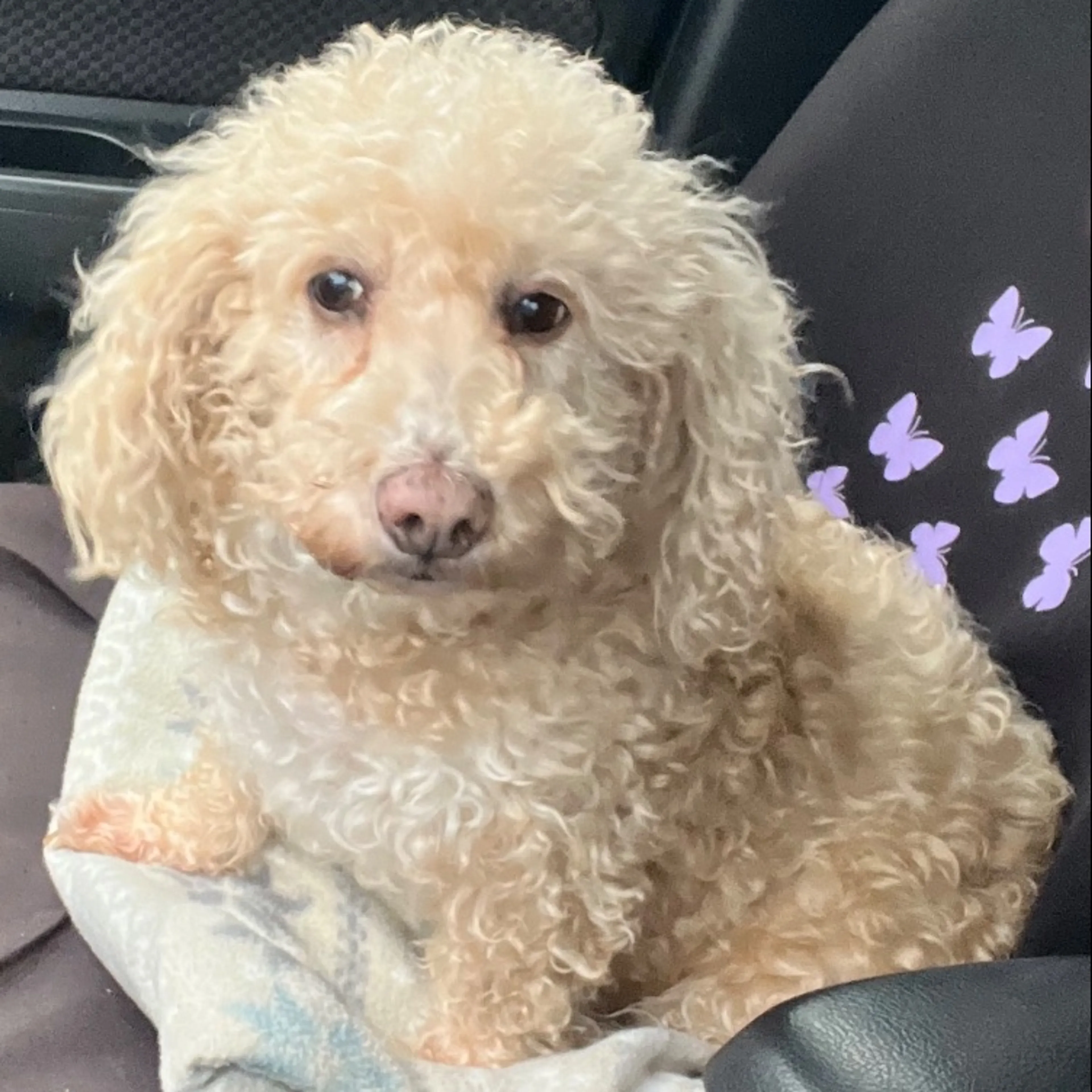 Lost pet-0