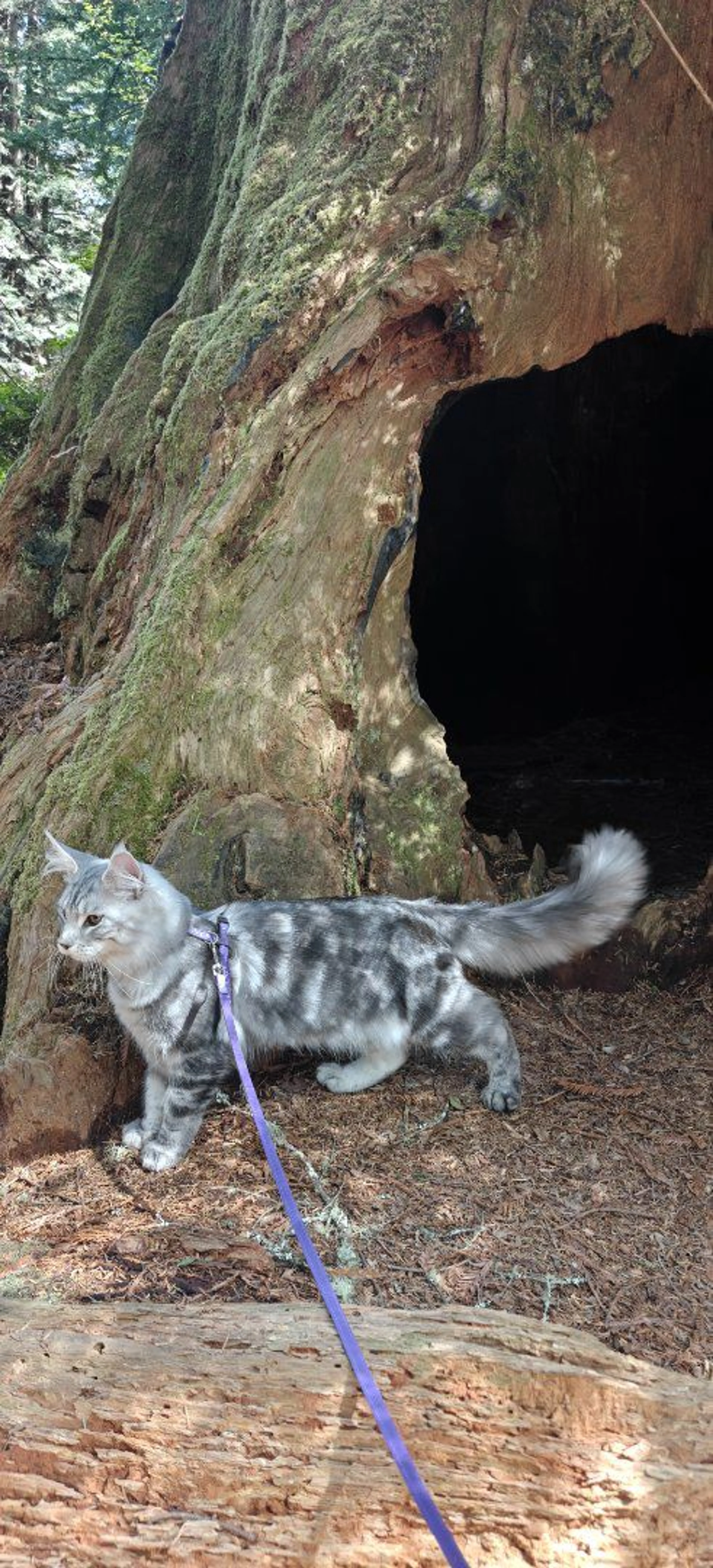Lost pet-0