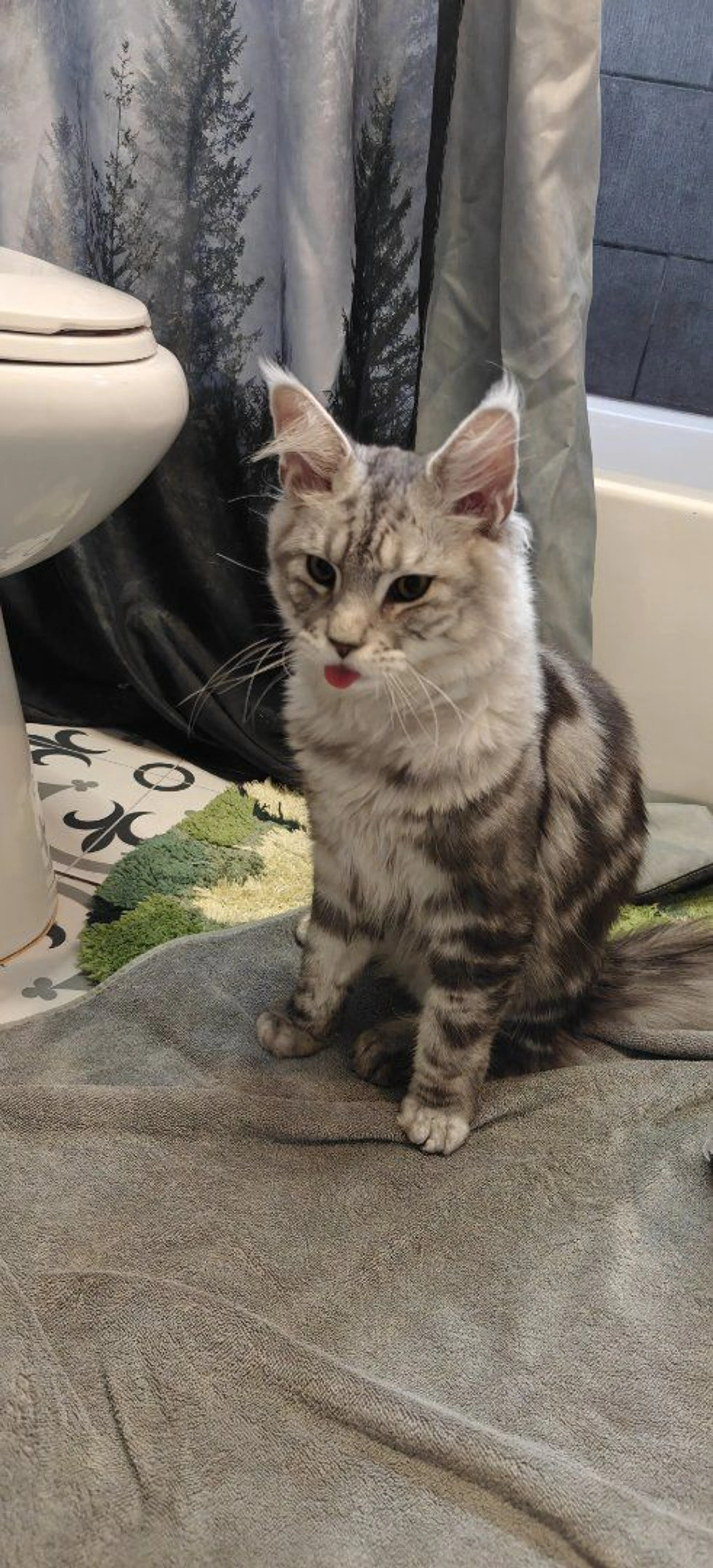 Lost pet-1