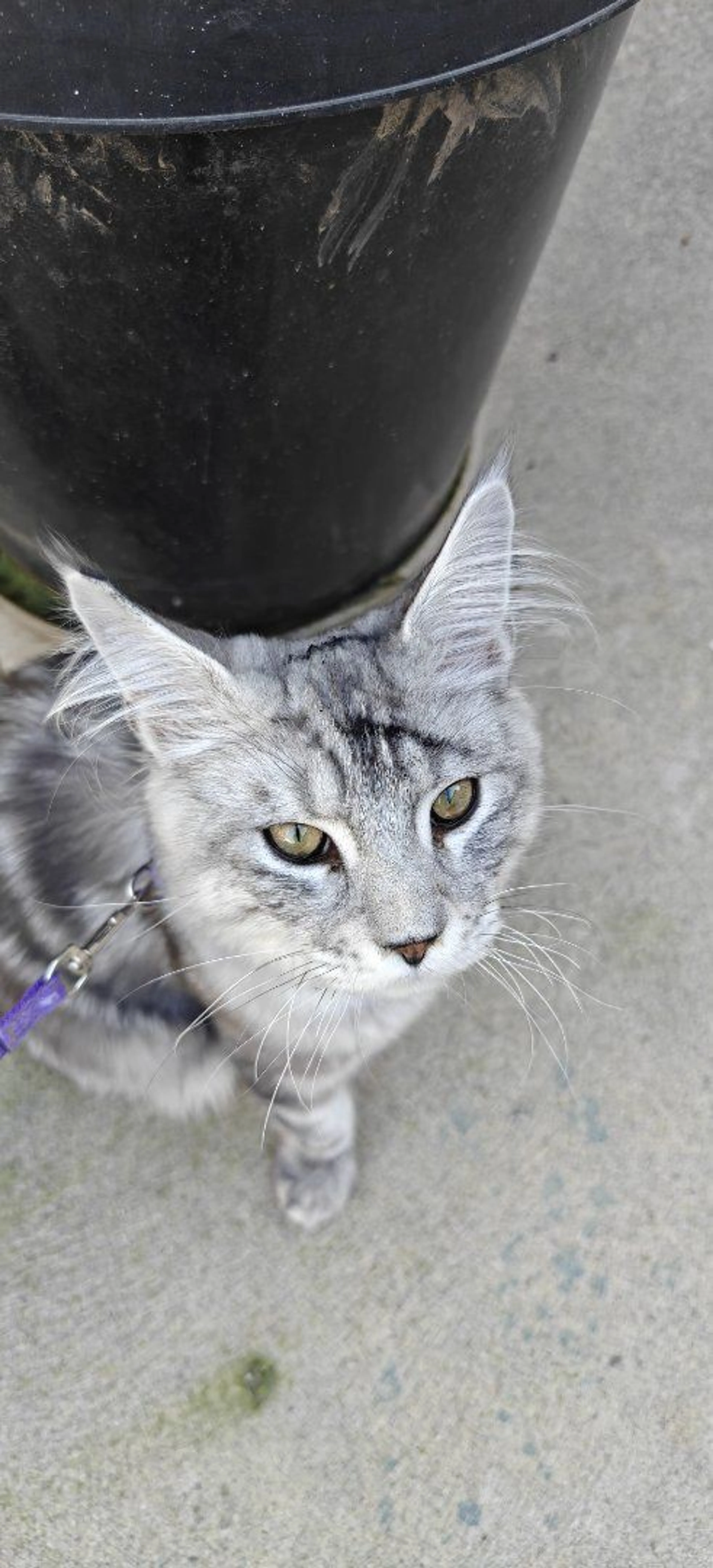 Lost pet-3