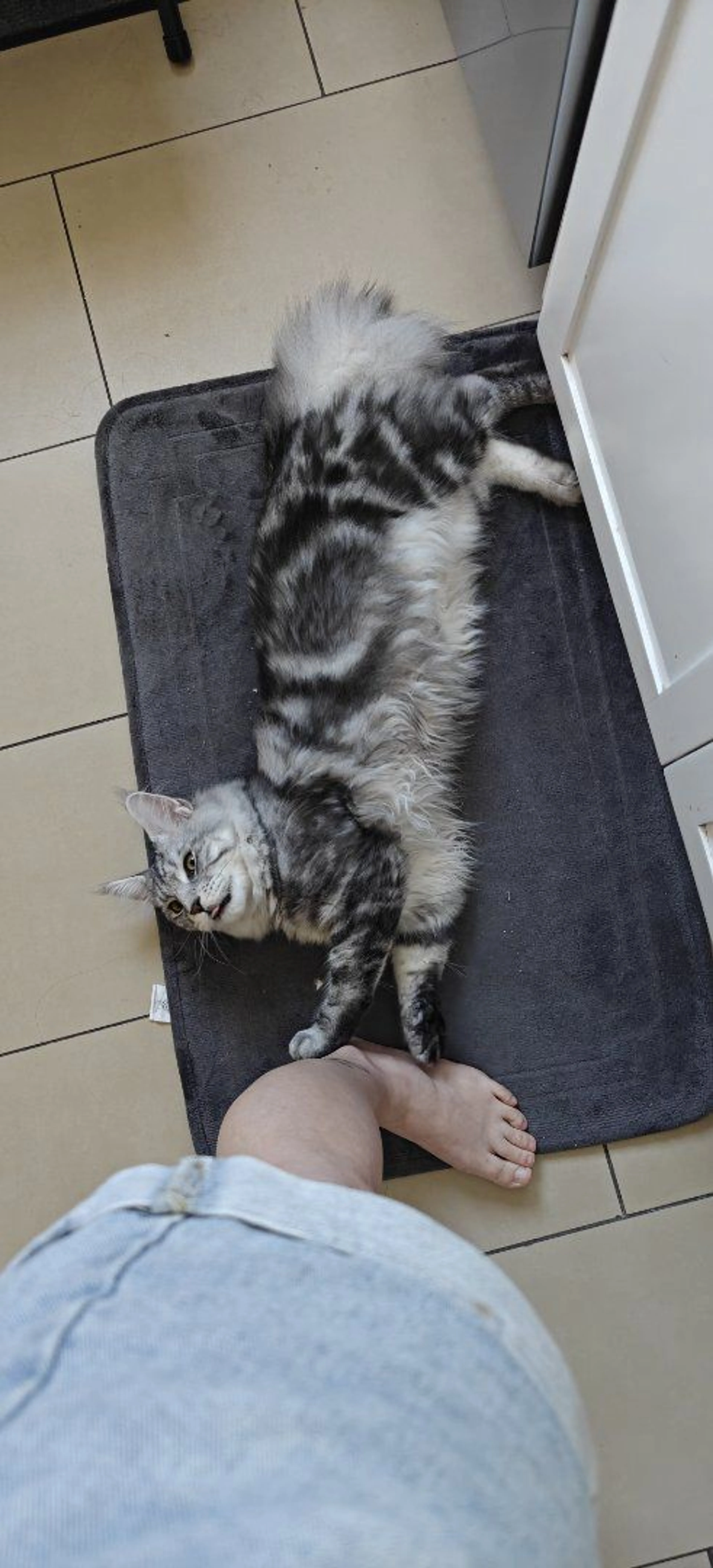 Lost pet-2