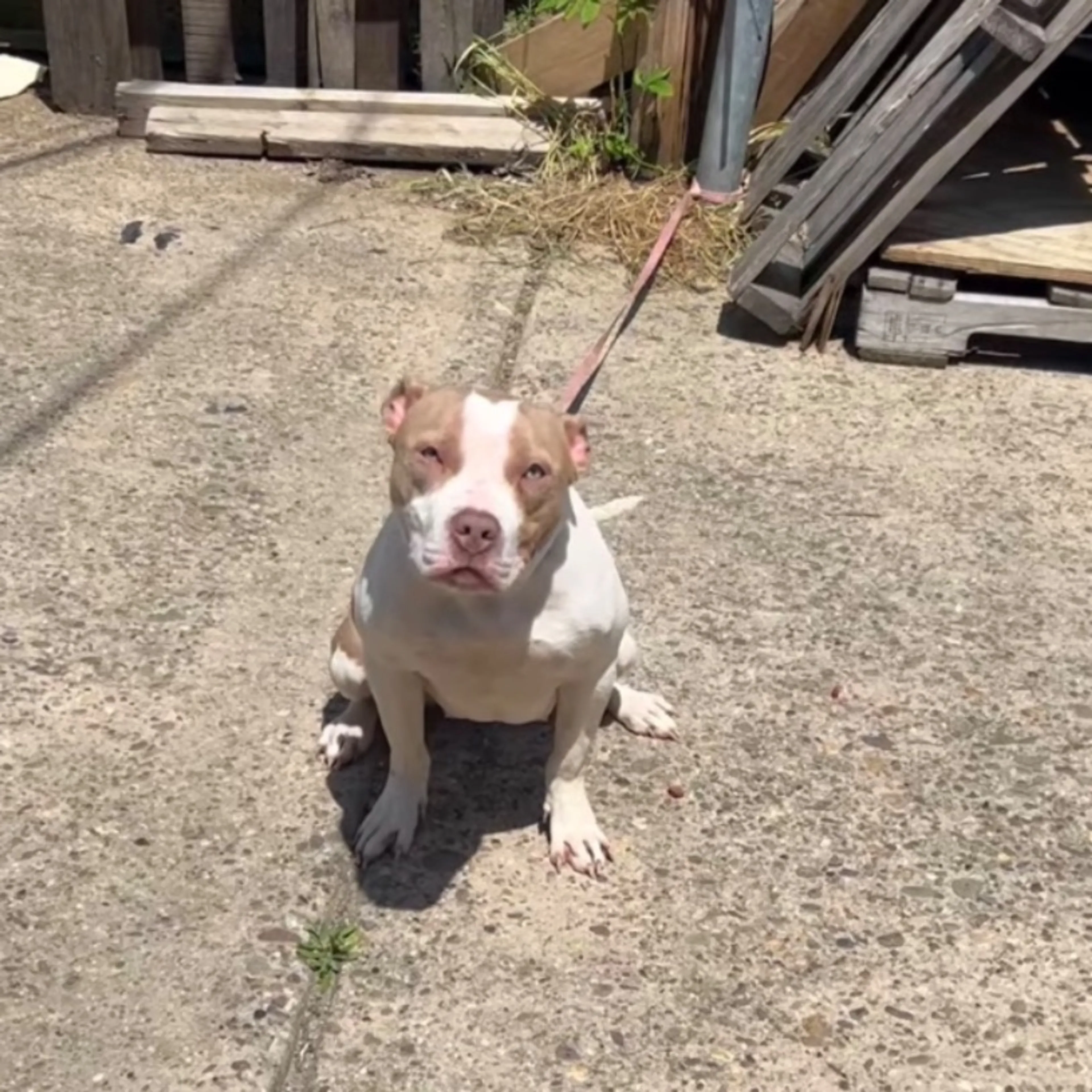 Lost pet