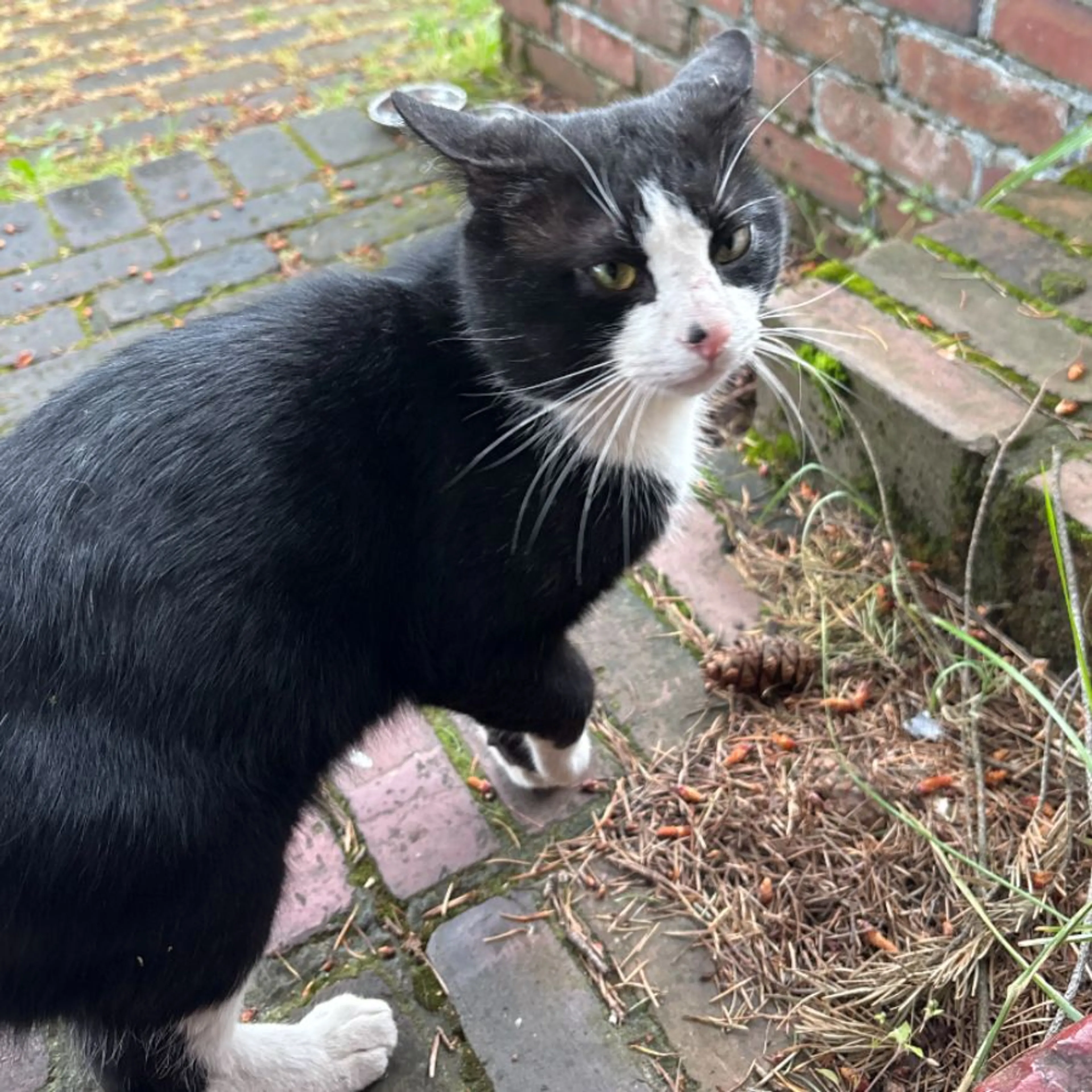 Found pet