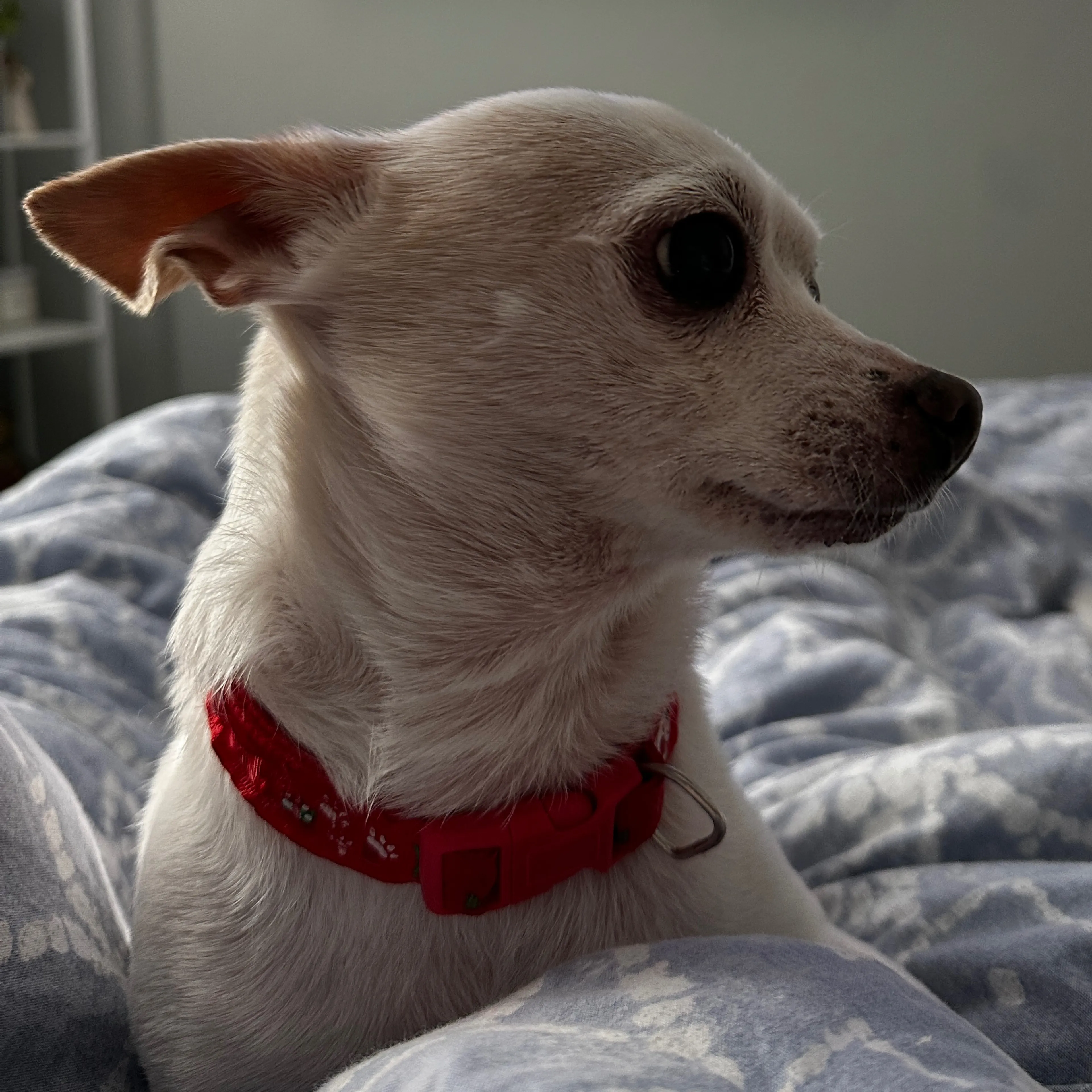 Lost pet-2