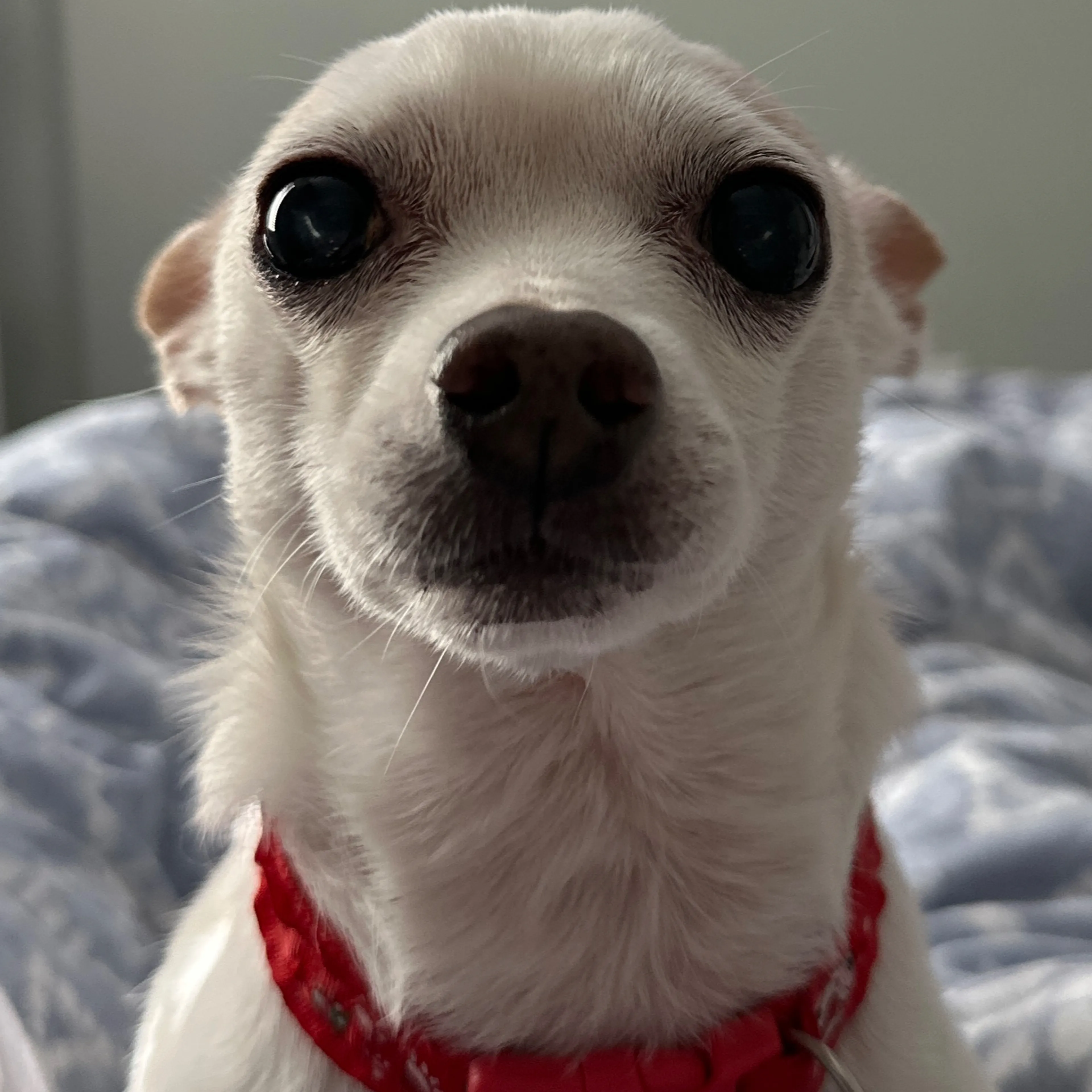 Lost pet-1