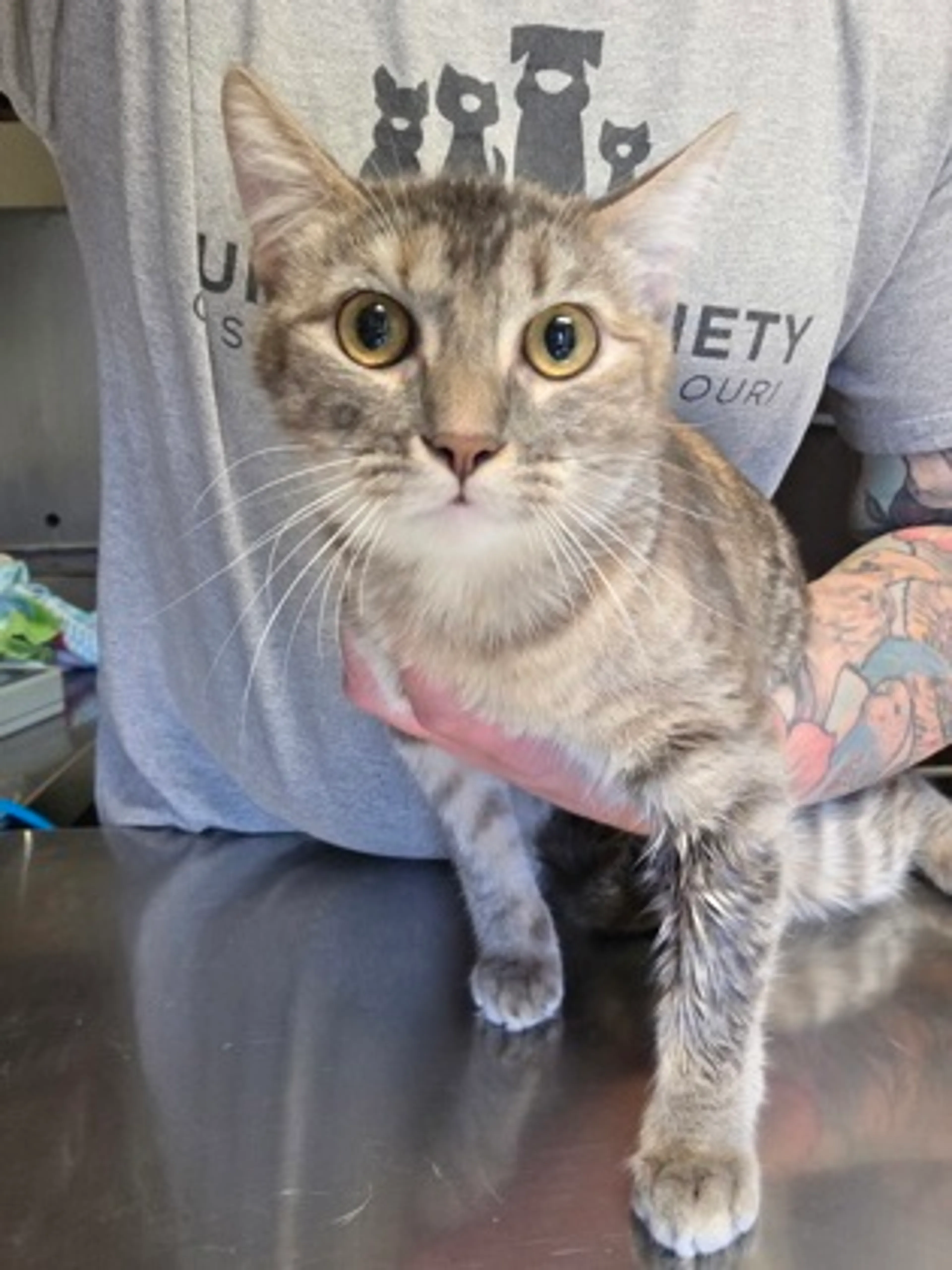 Found pet