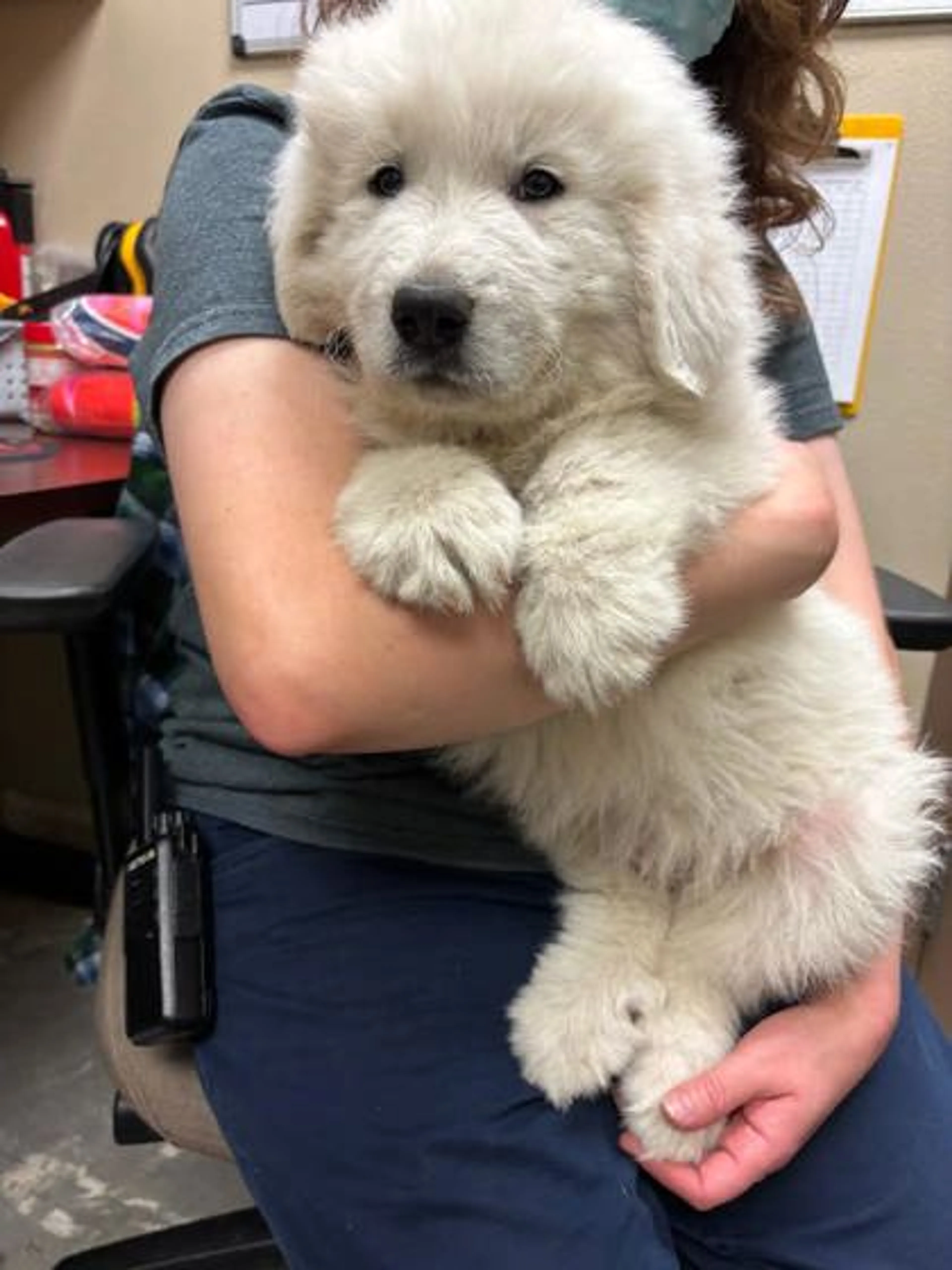 Found pet