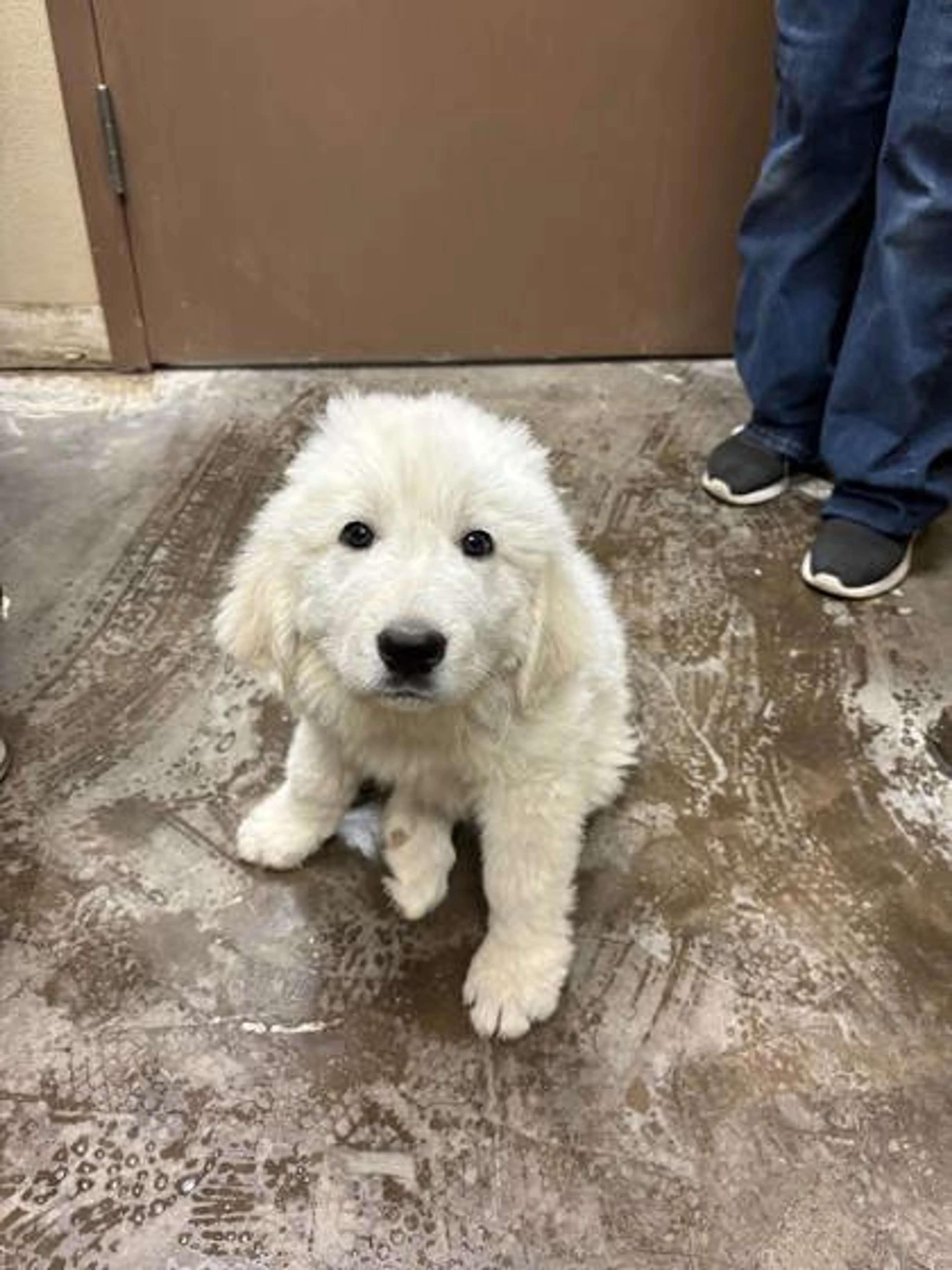 Found pet