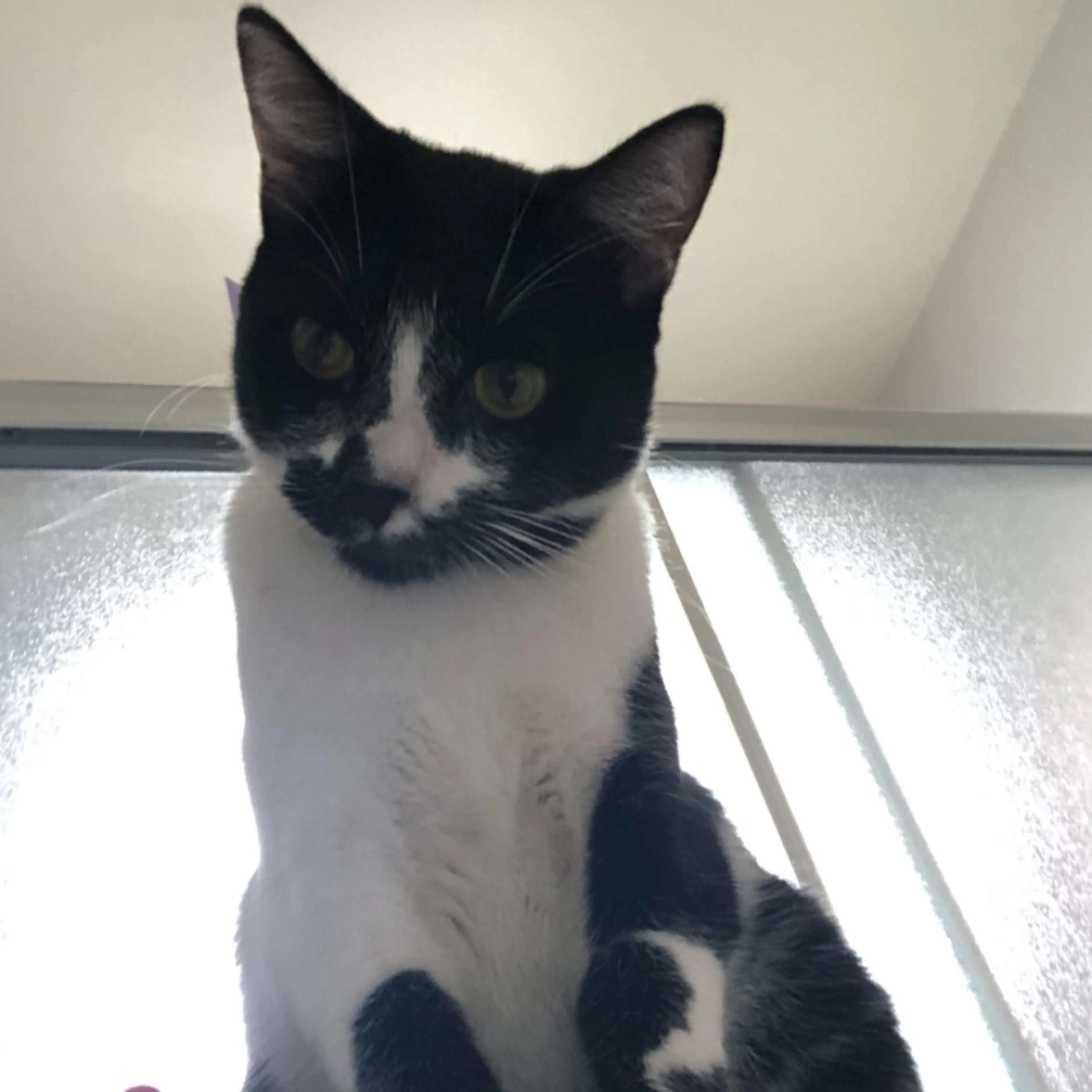 Lost pet