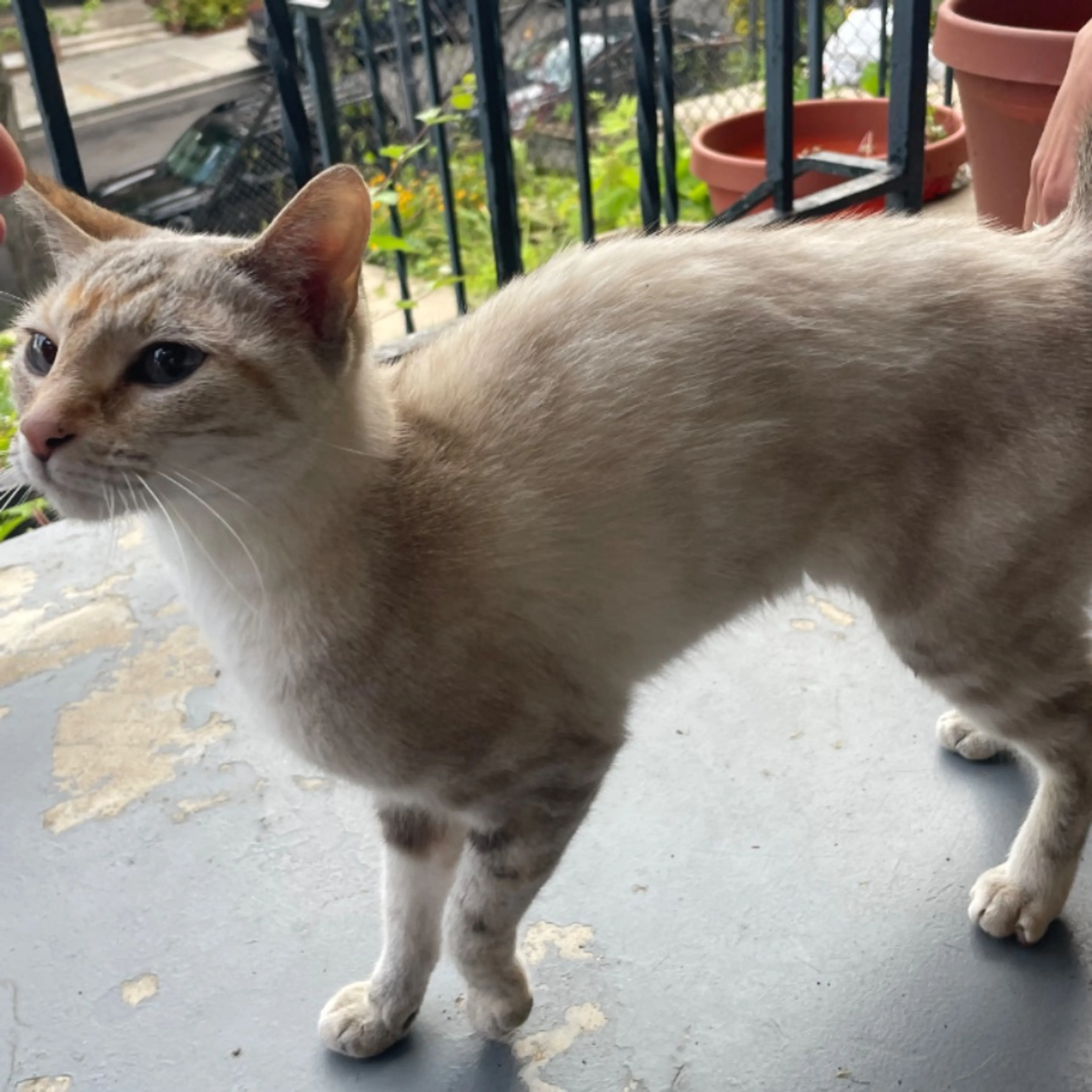 Found pet