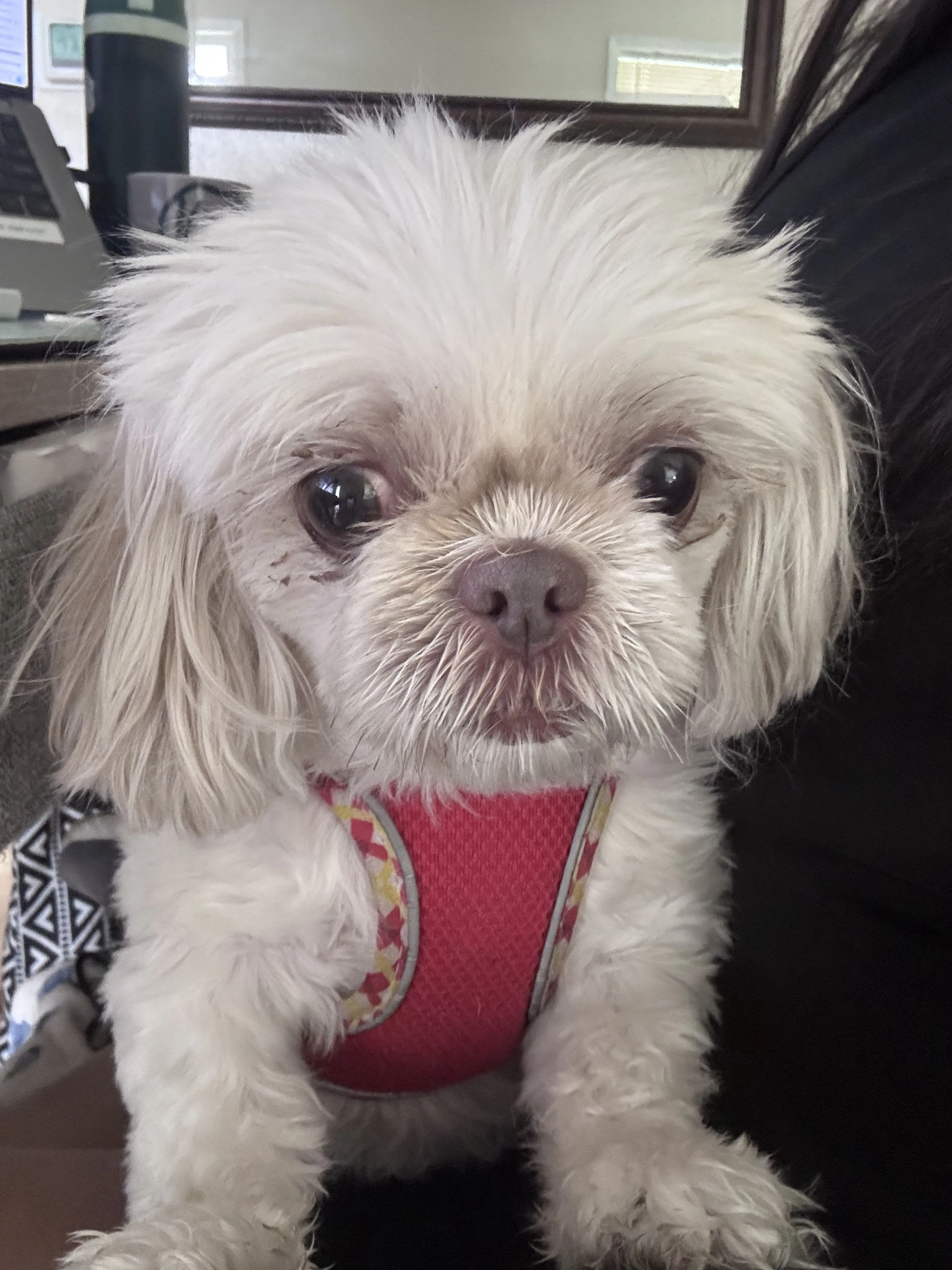 Lost pet