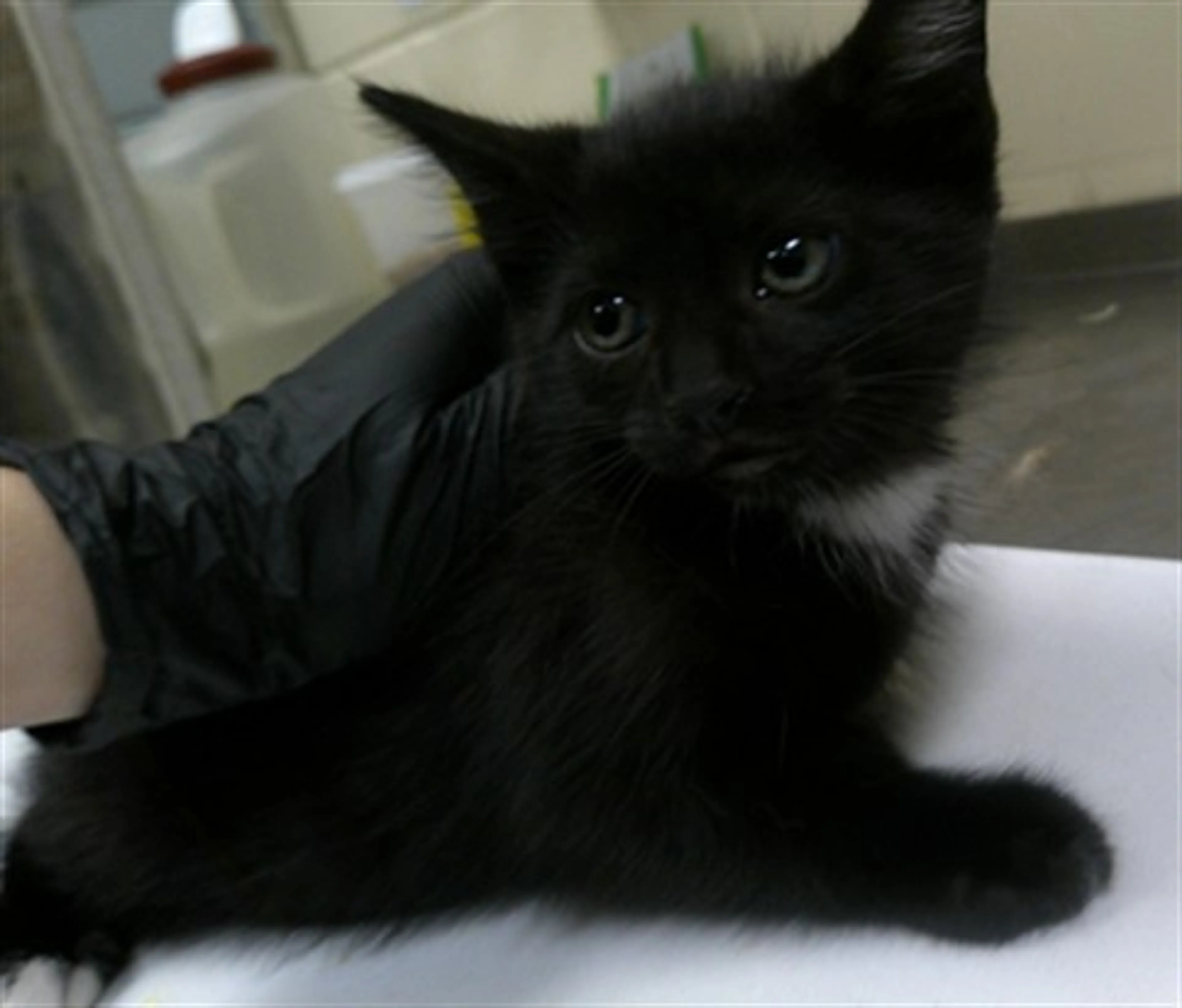 Found pet