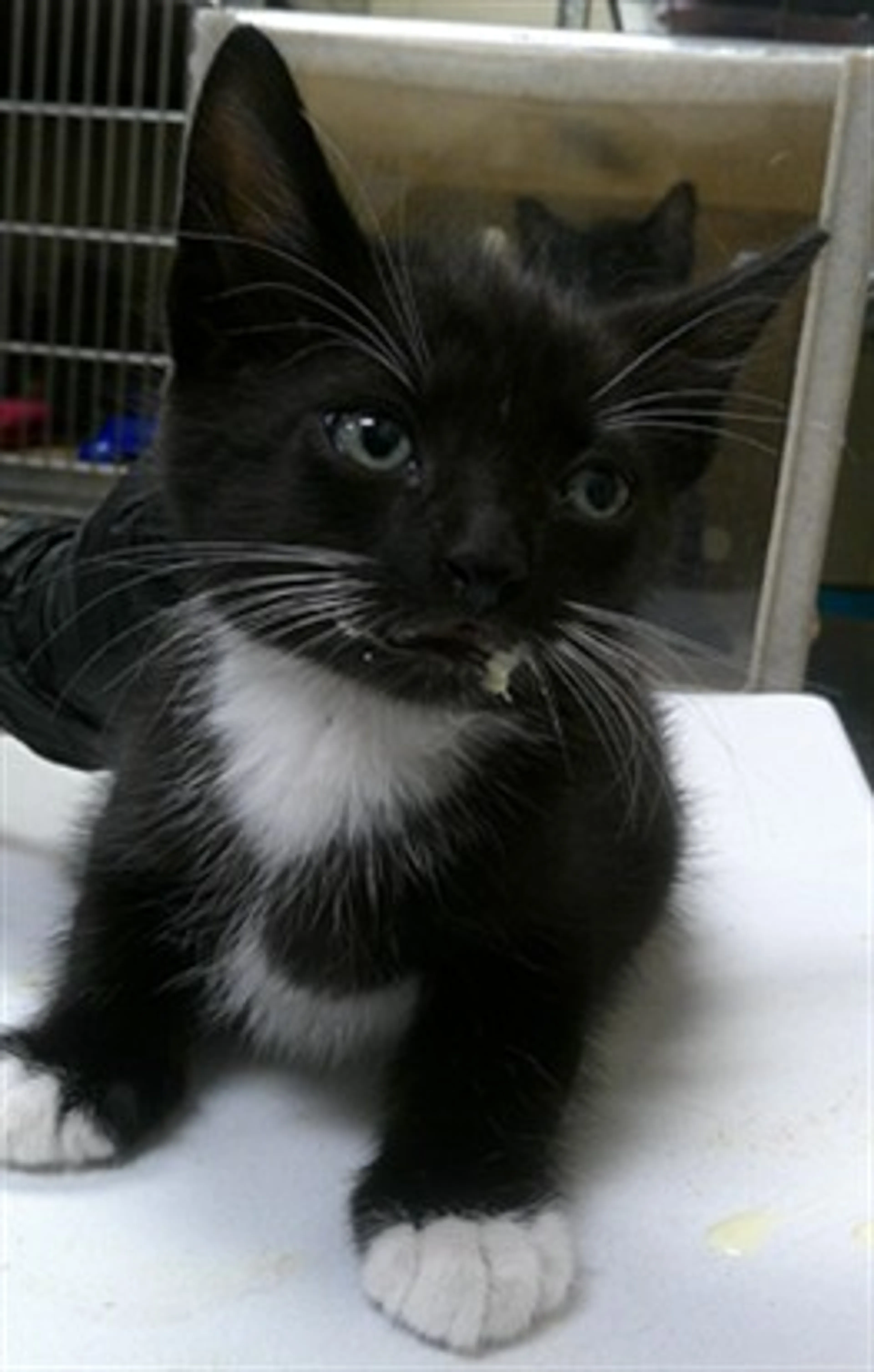 Found pet