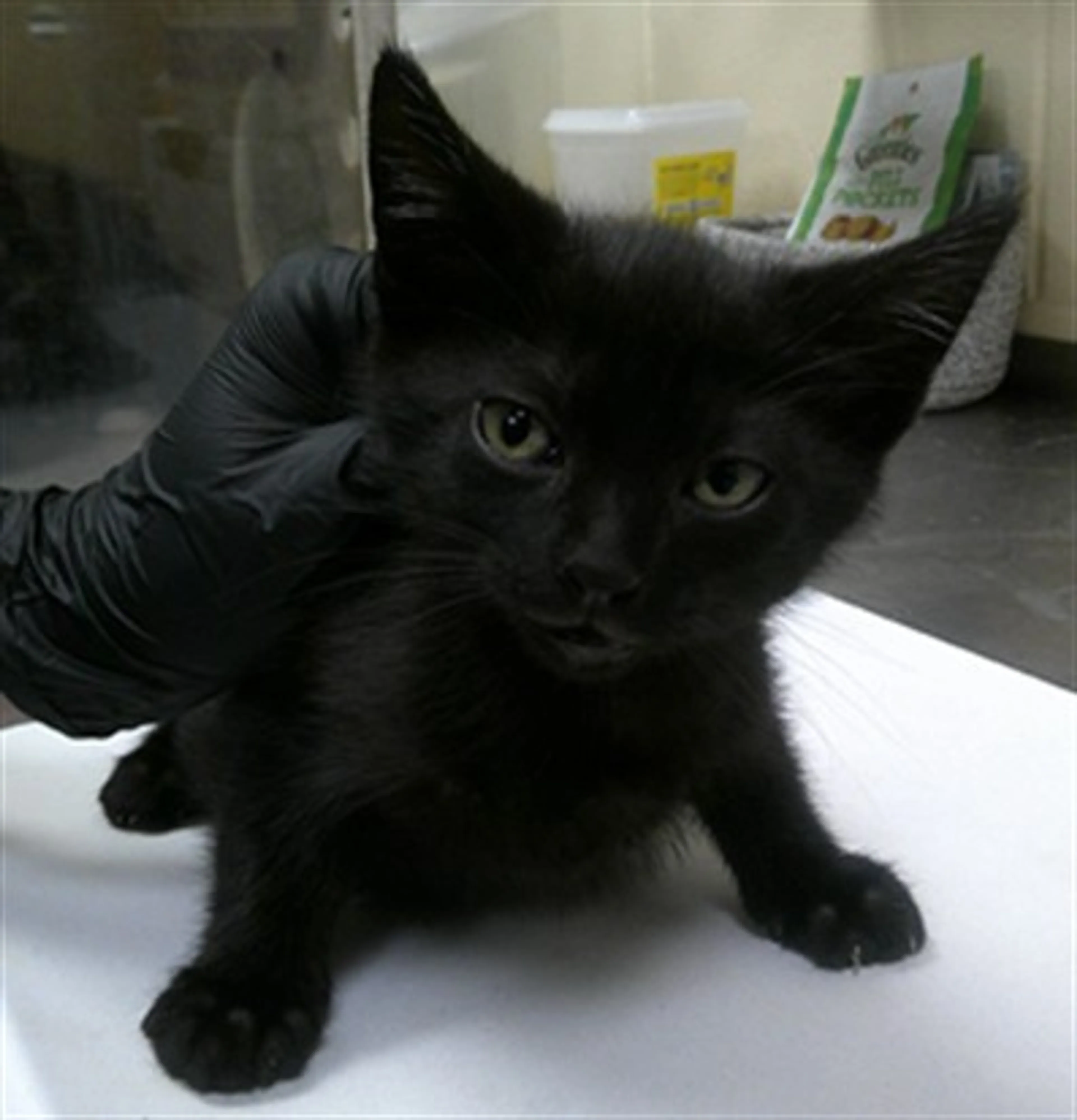 Found pet