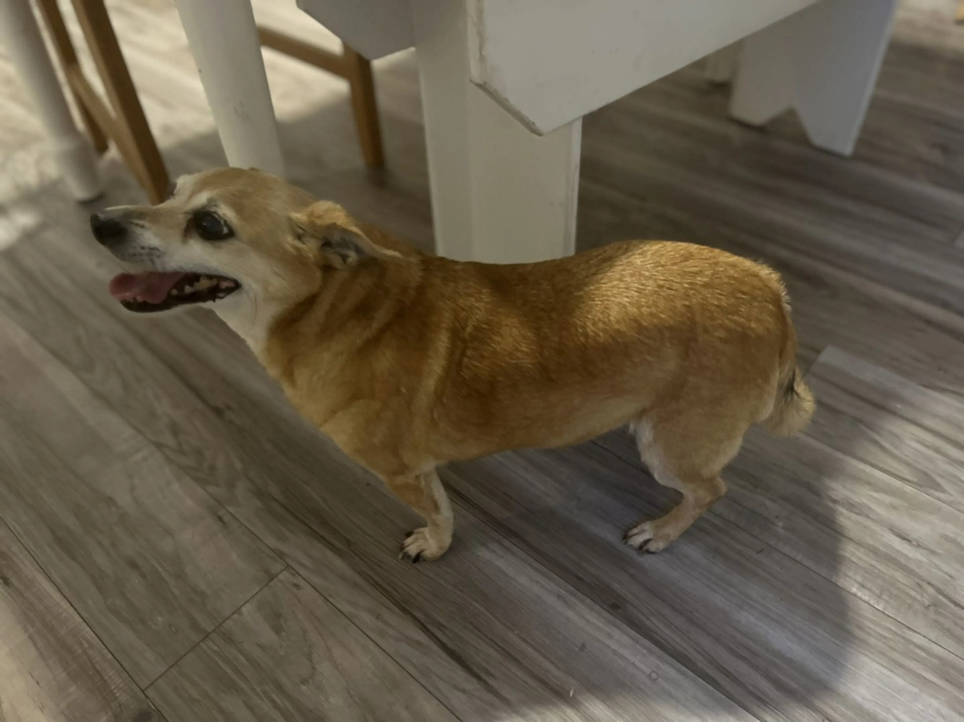 Lost pet-0