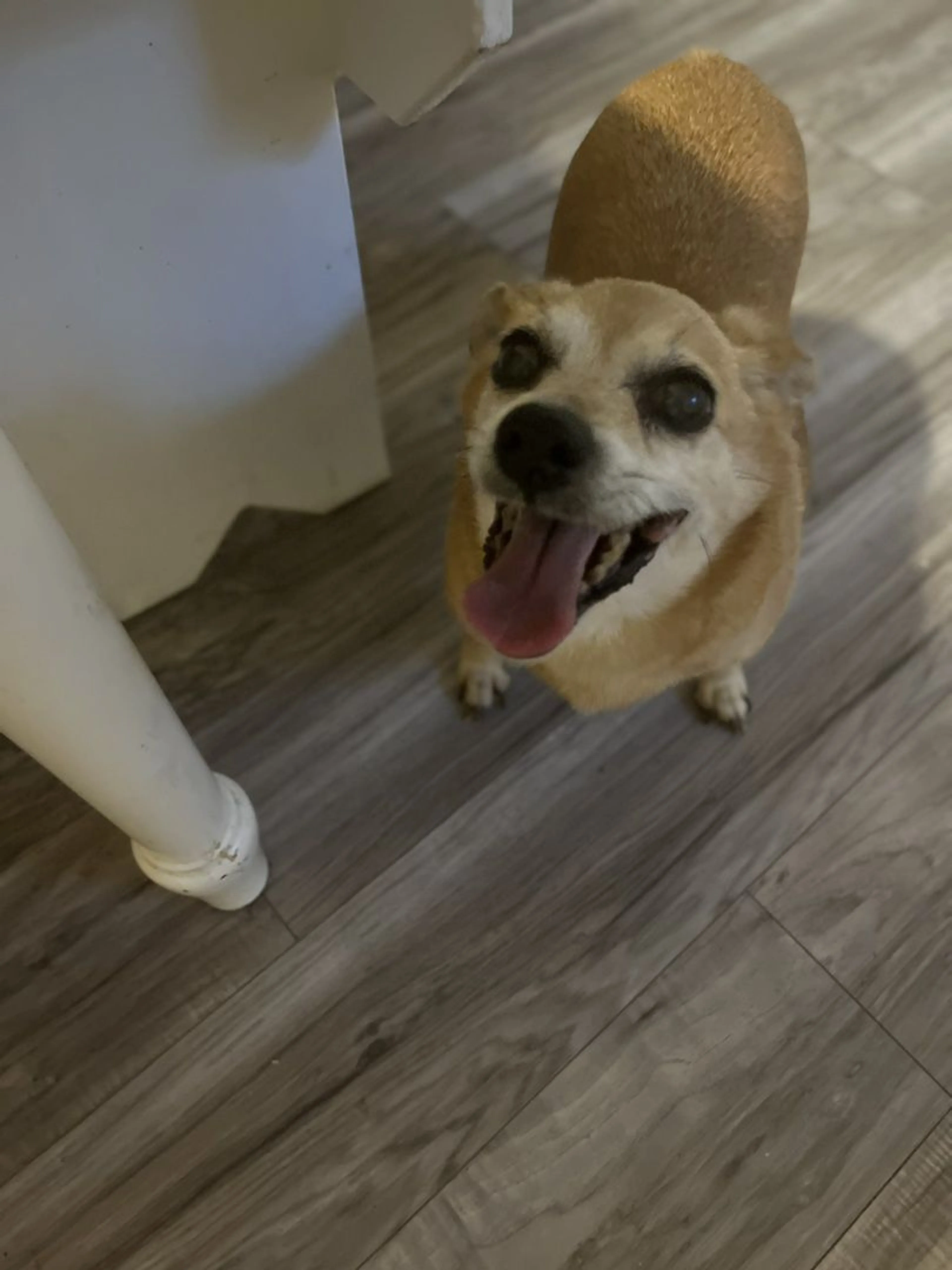 Lost pet-1