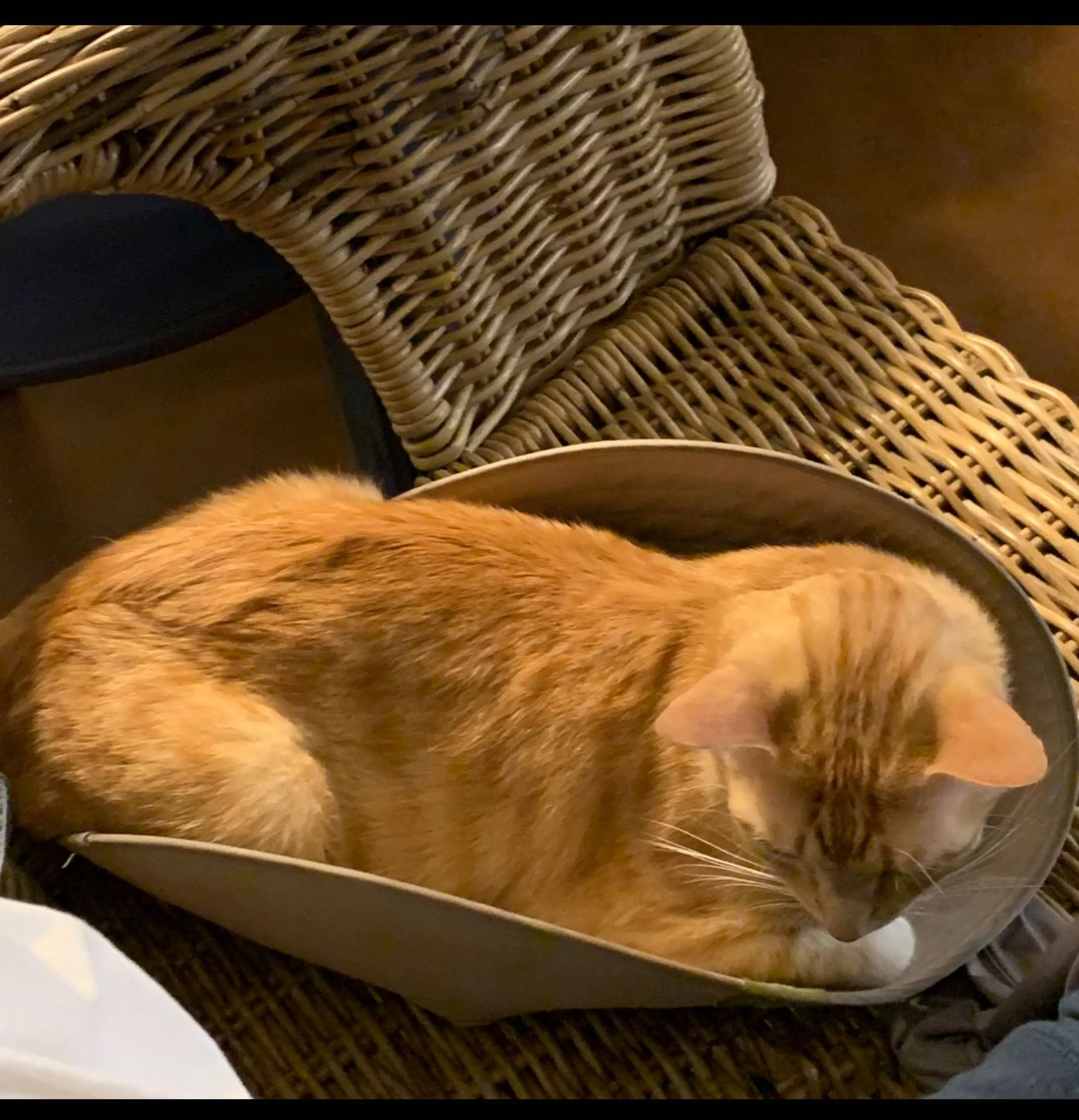 Lost pet