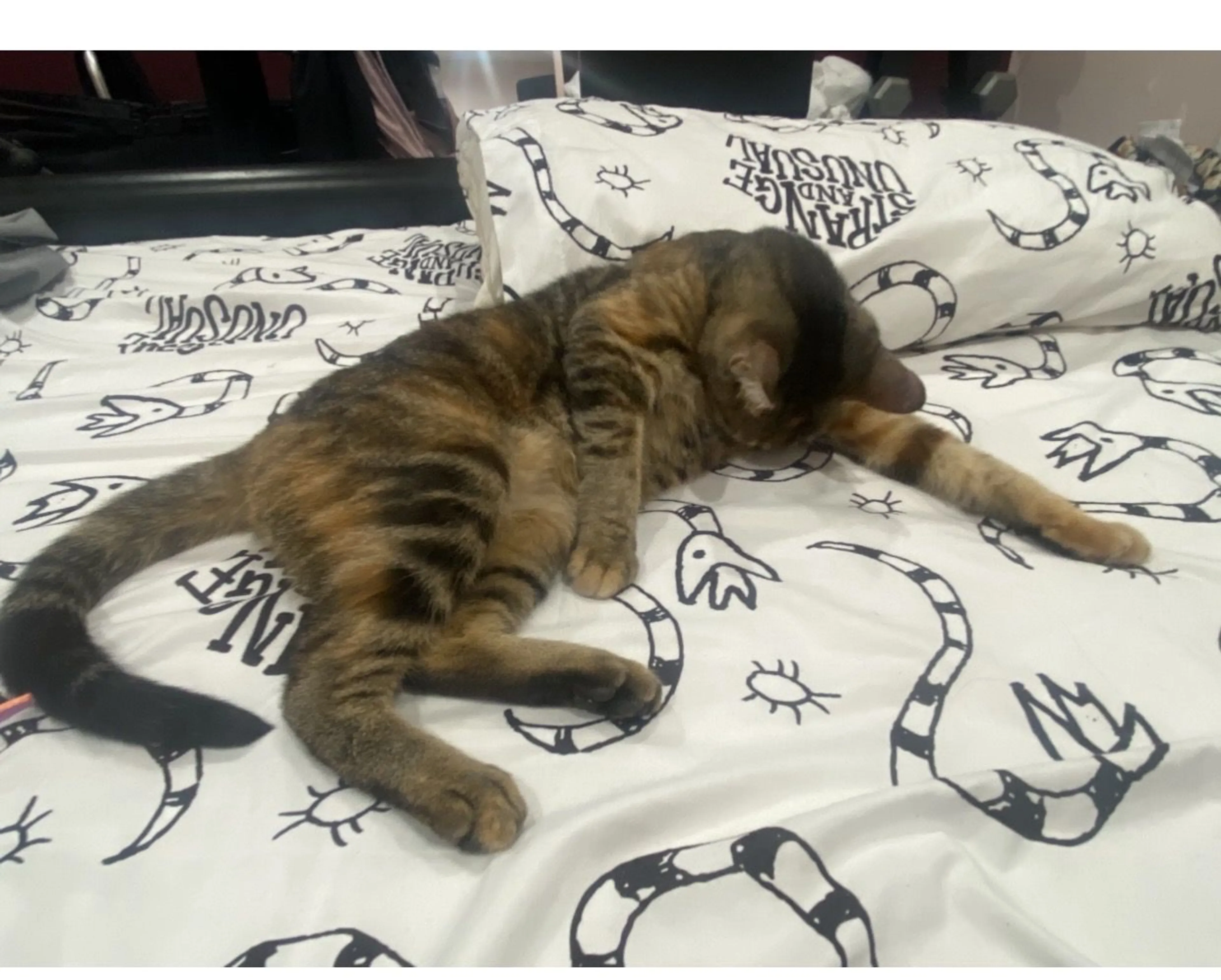 Lost pet-1
