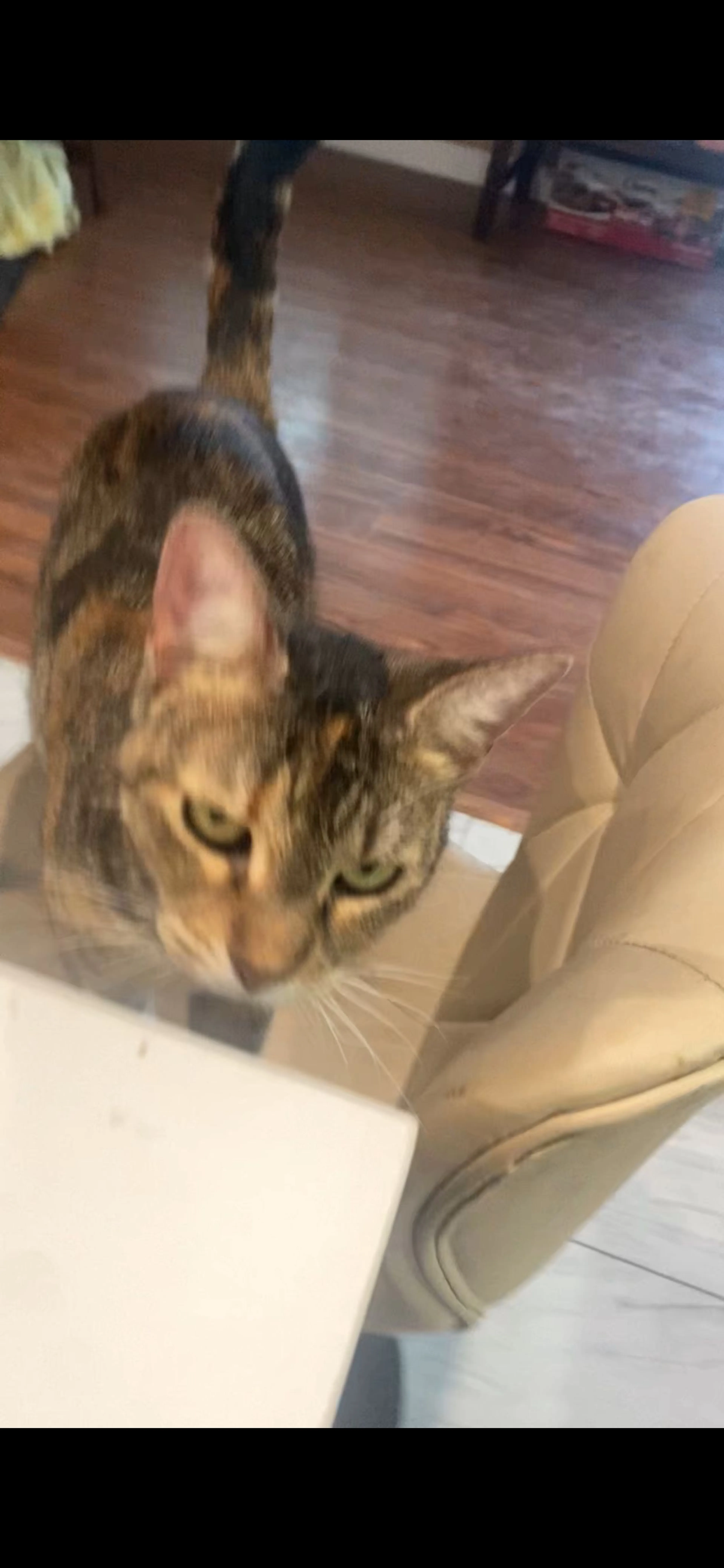 Lost pet-2
