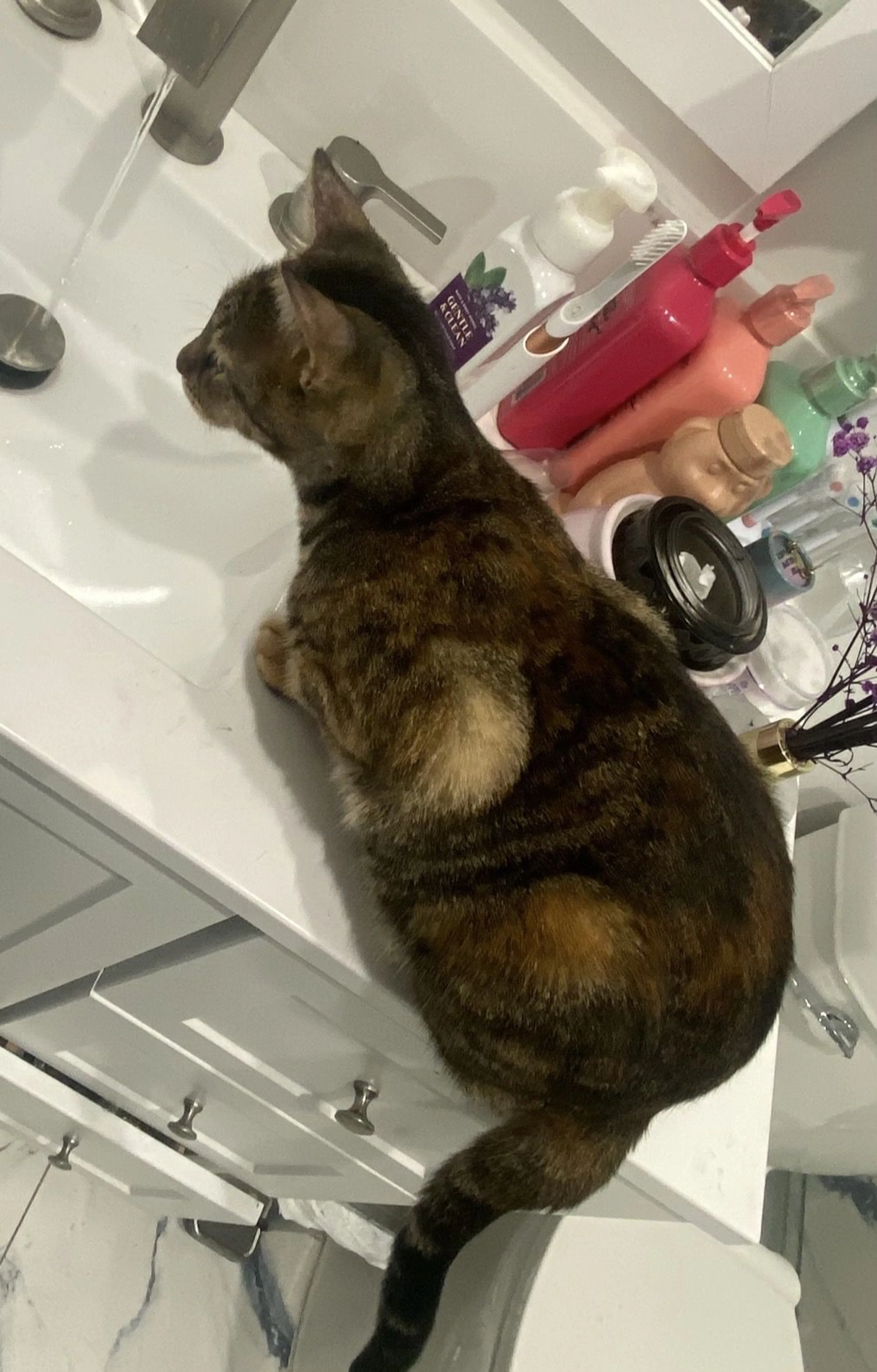 Lost pet-3