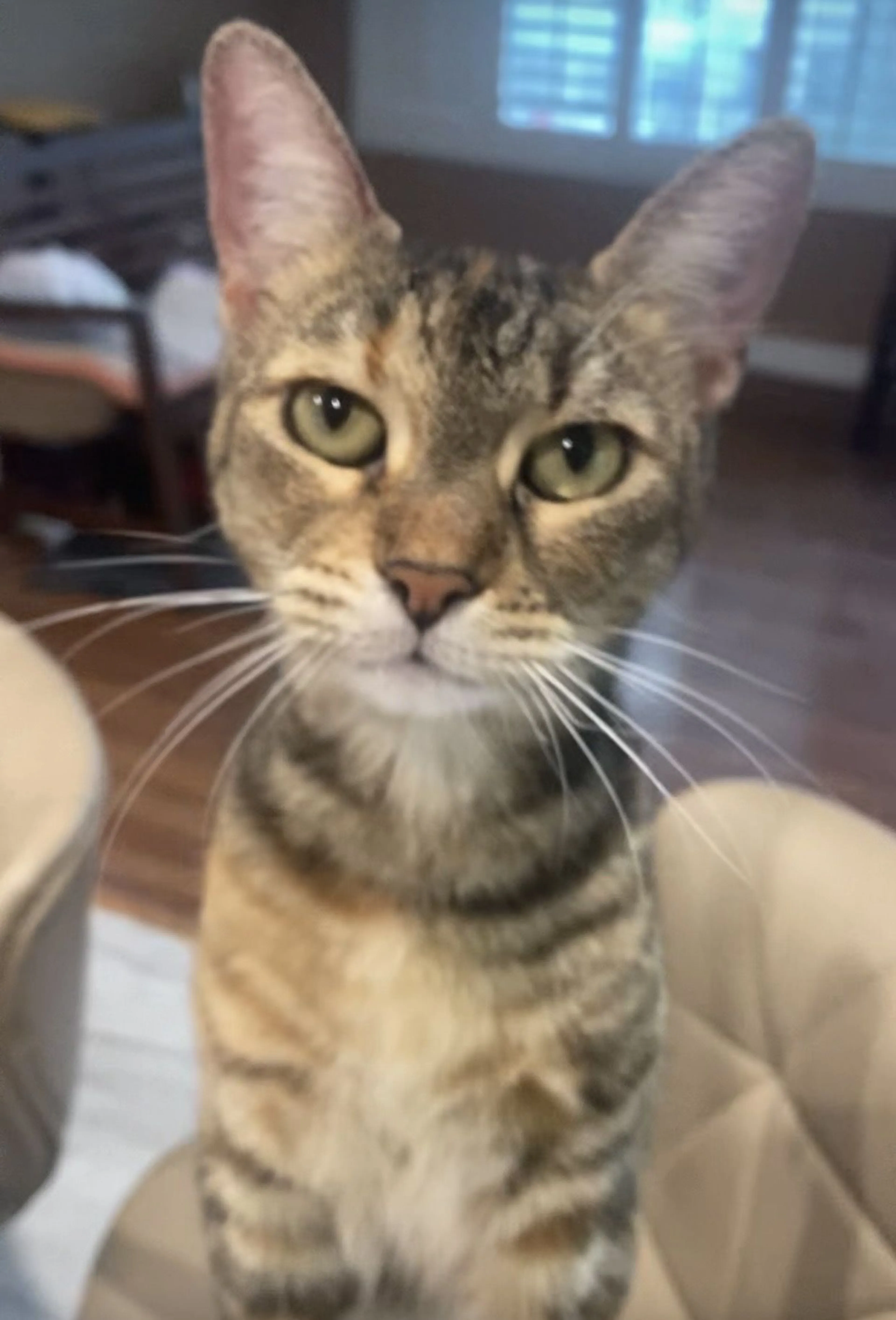 Lost pet-0