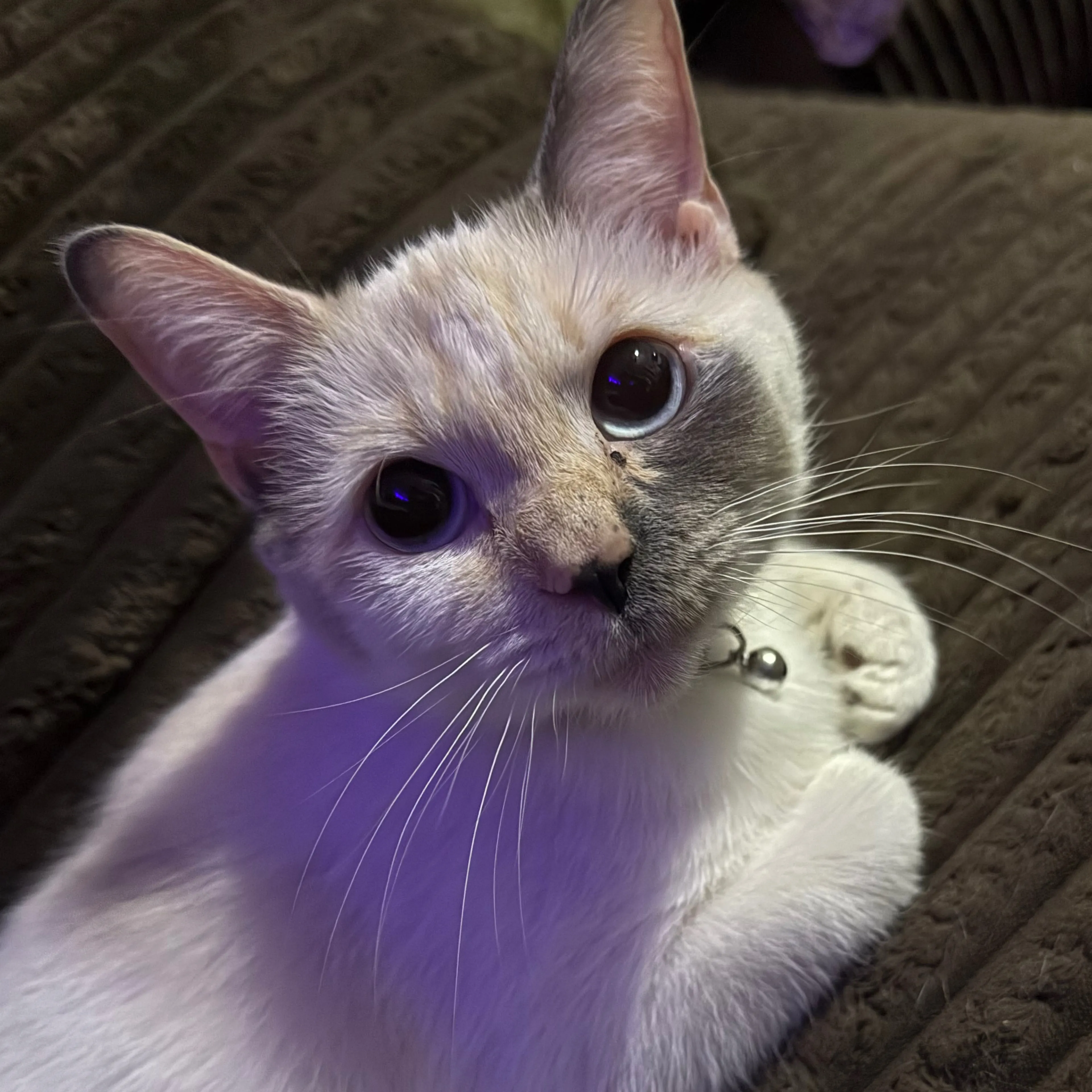 Lost pet-1