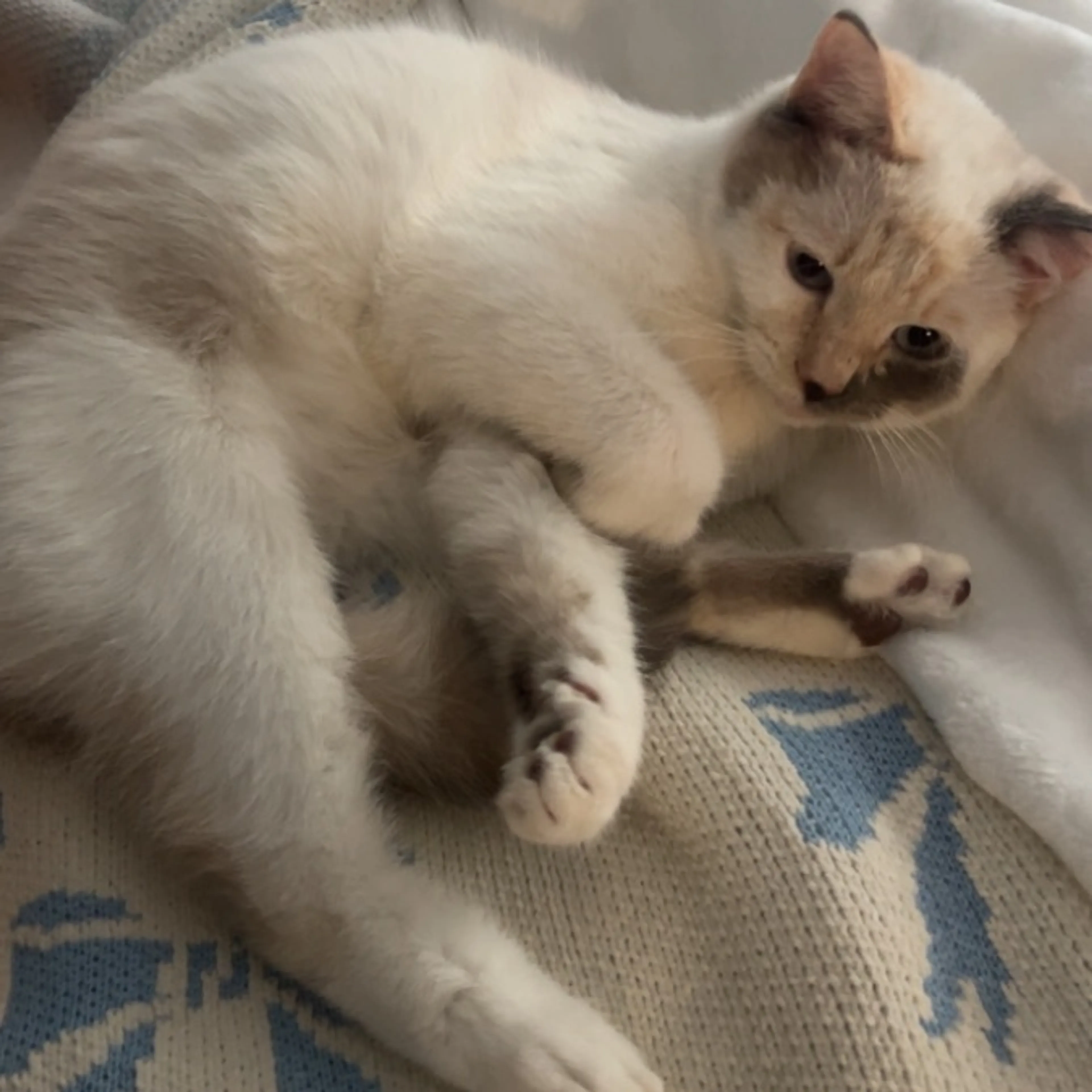 Lost pet-0